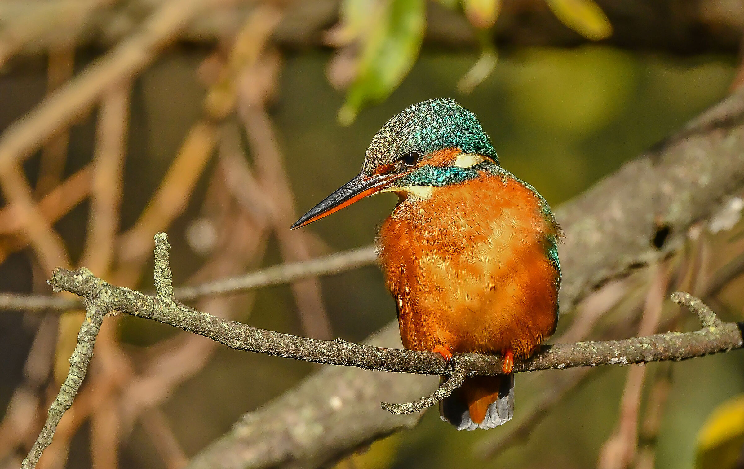 Kingfisher