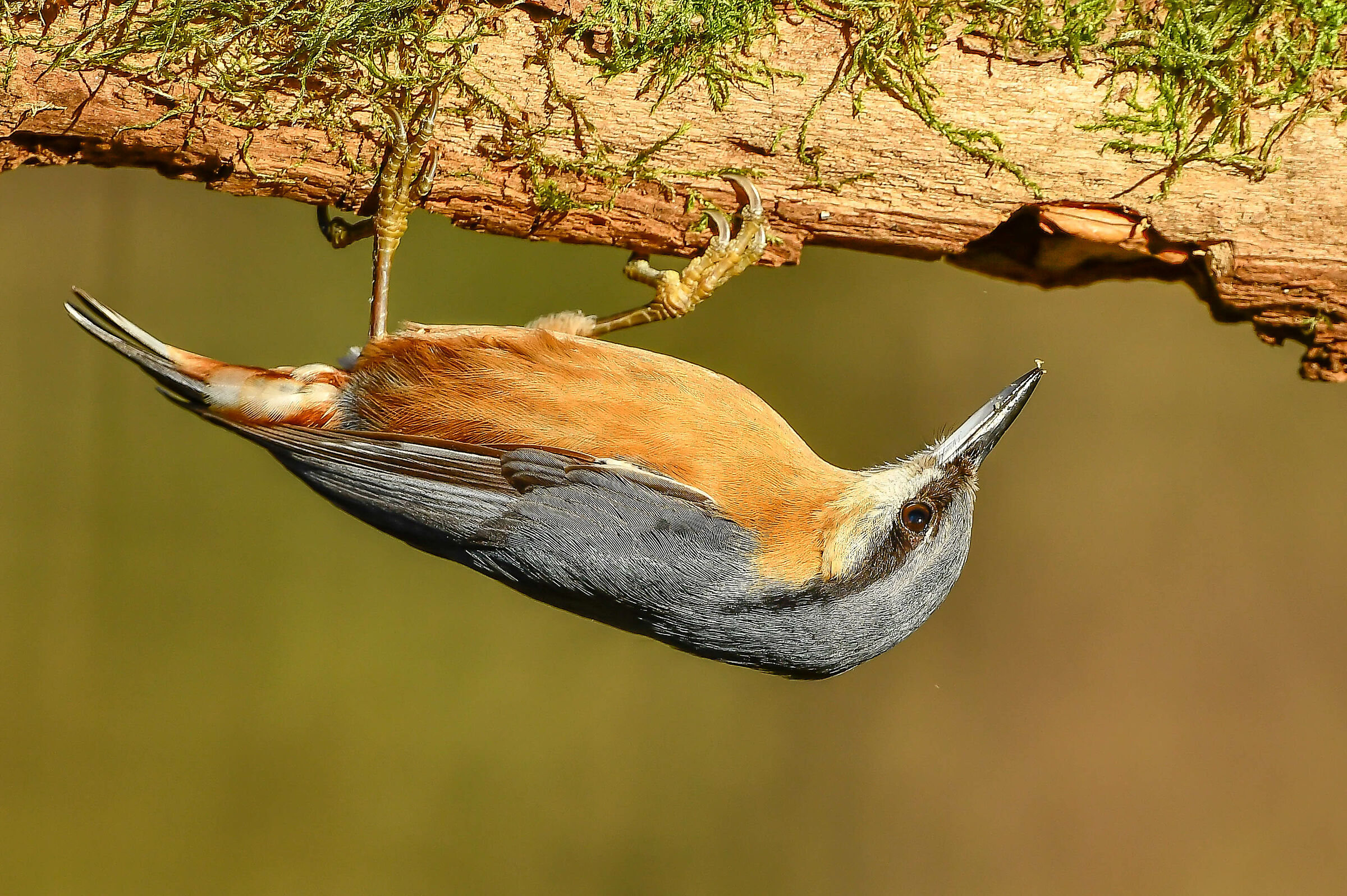 Wood nuthatch