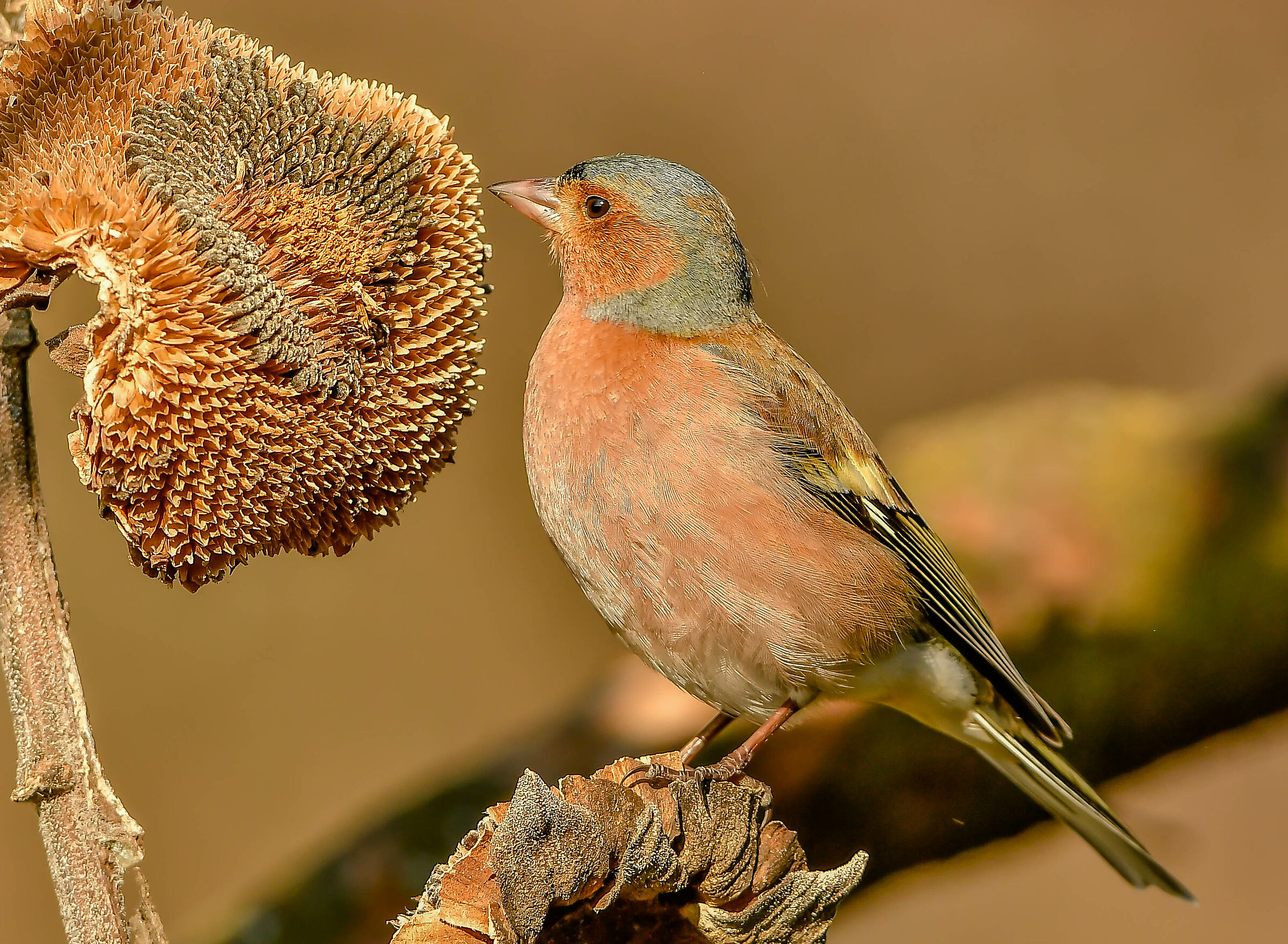 Chaffinch