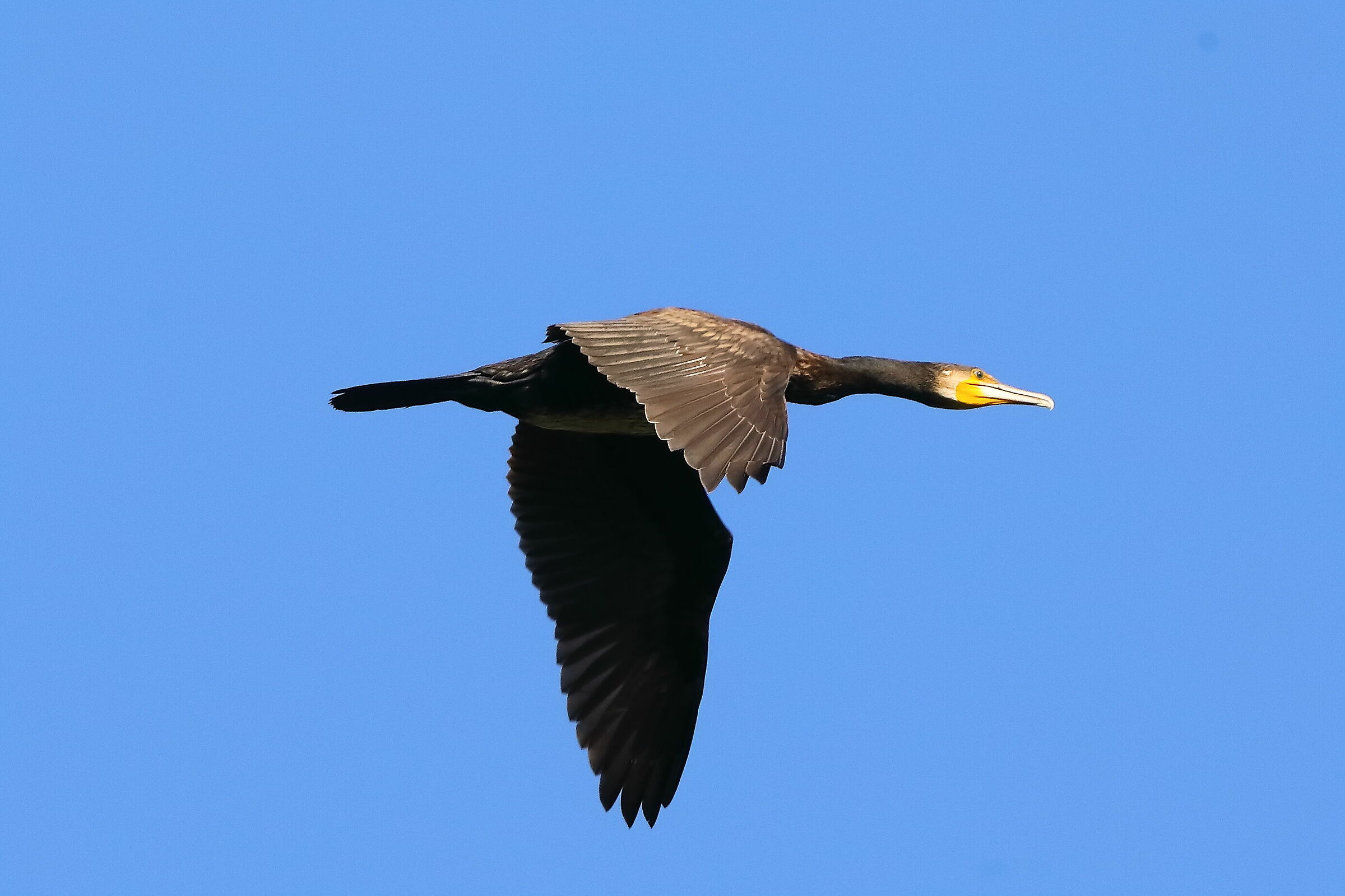 Cormorant 13-10-2023