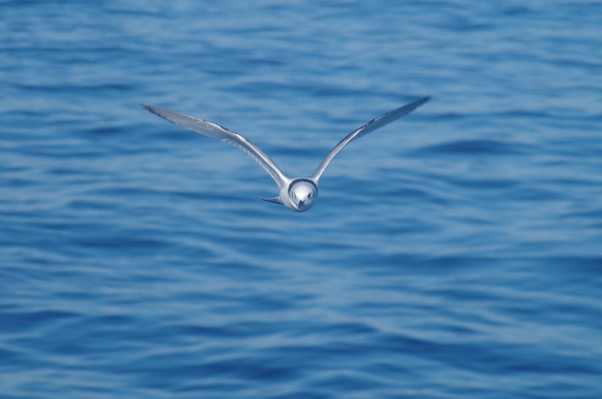 Flying to you