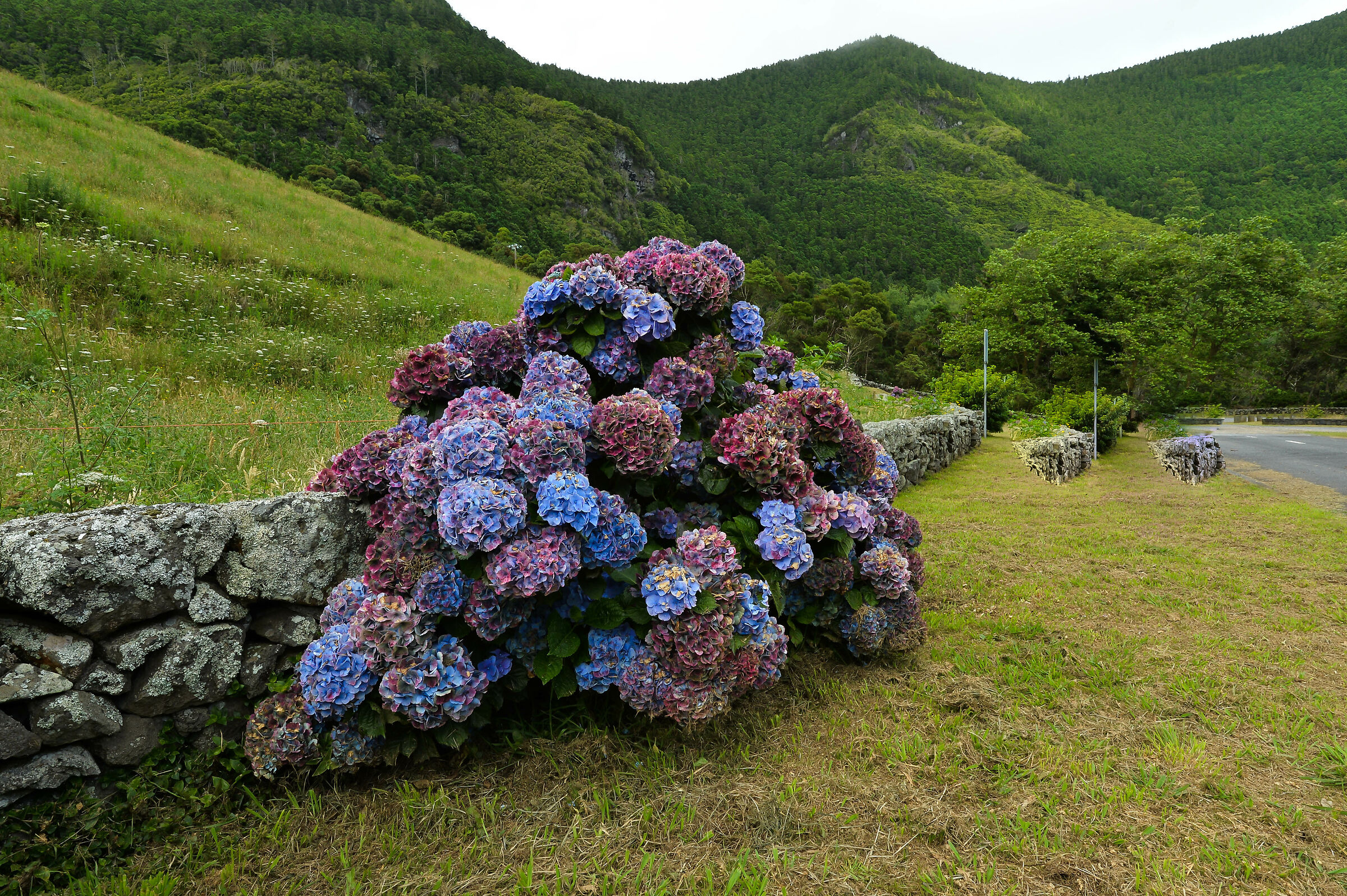 Acores. Isola di Pico 1