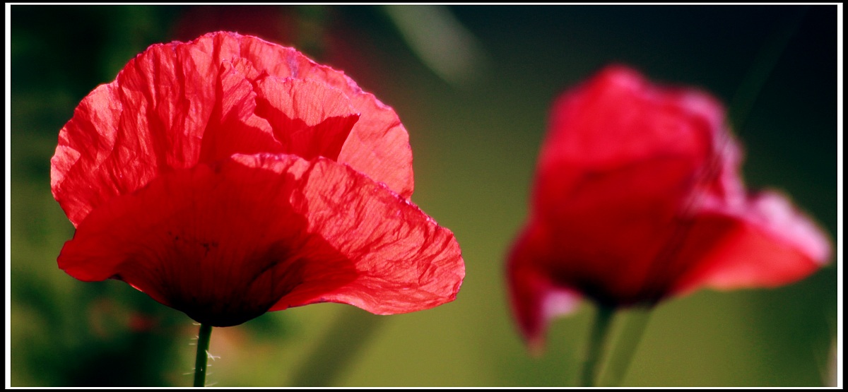 papavero nel vento 1