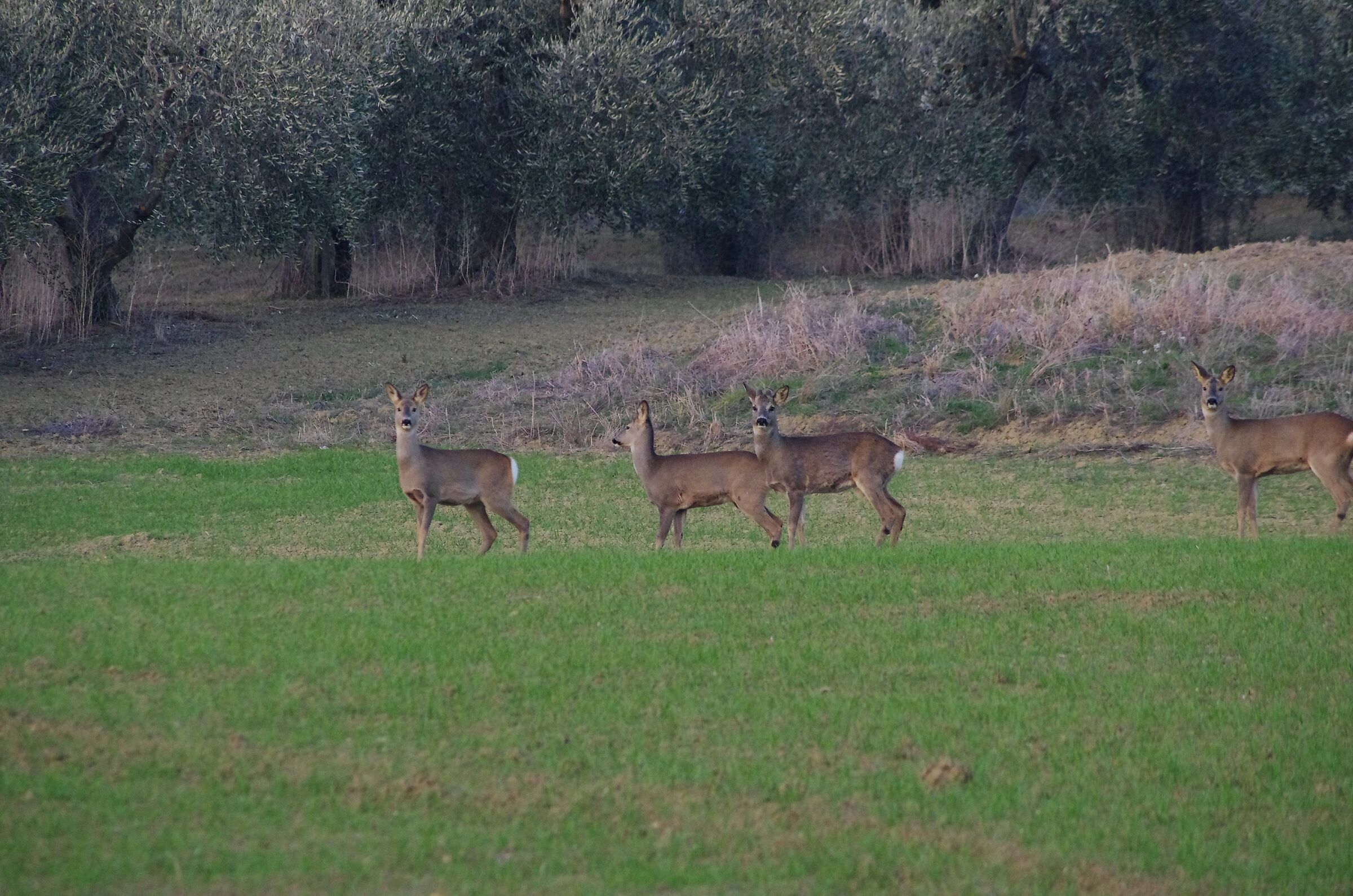 Caprioli