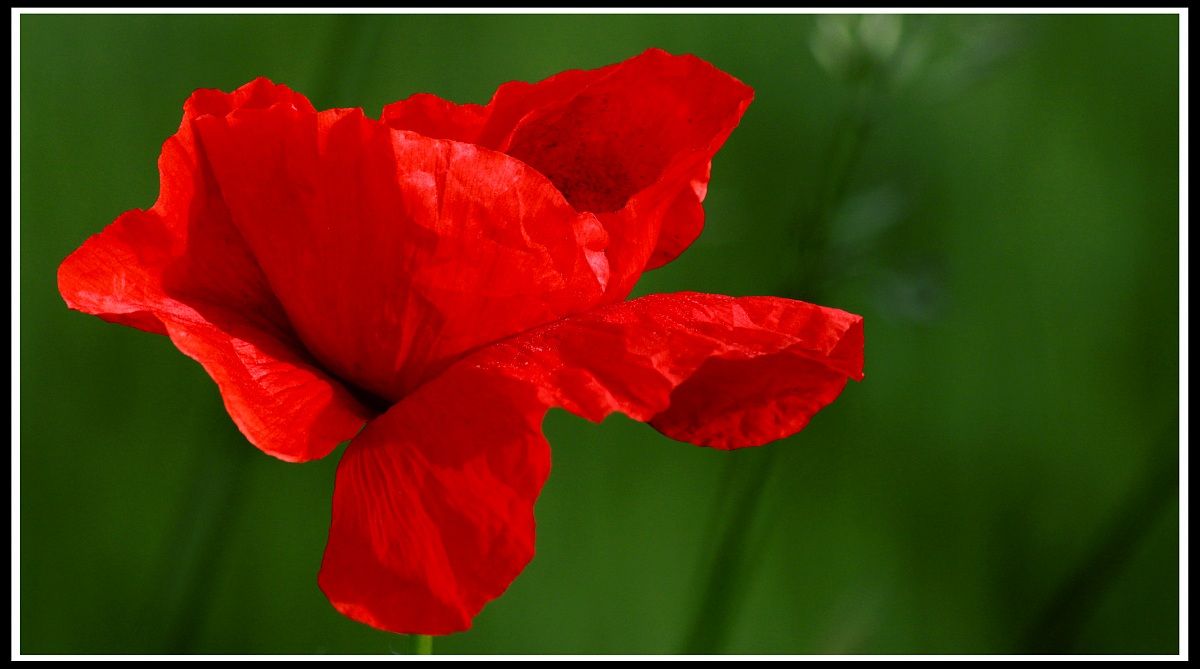 papavero nel vento 2