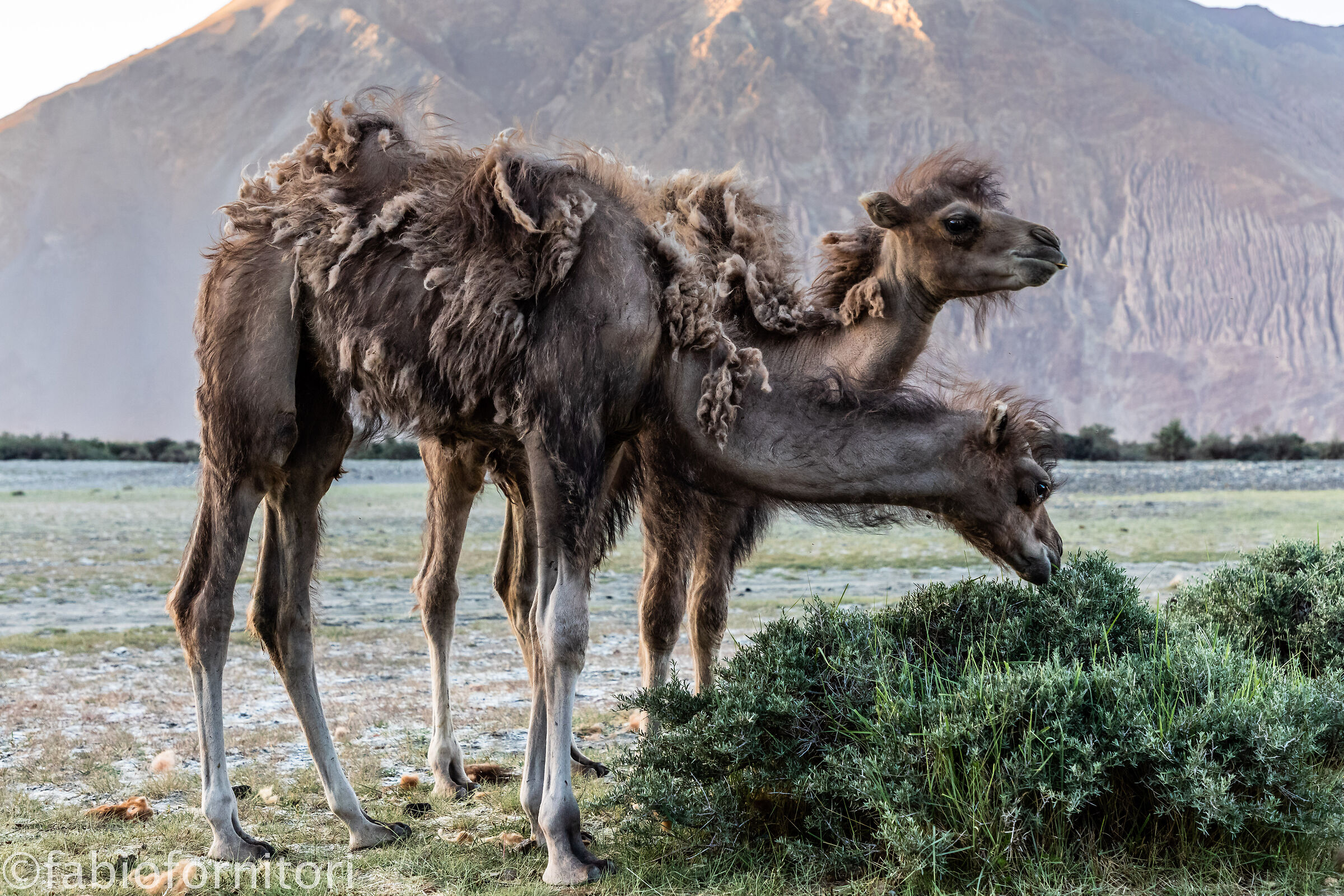 Nubra valley , Hunder 3, Ladakh, India 2023