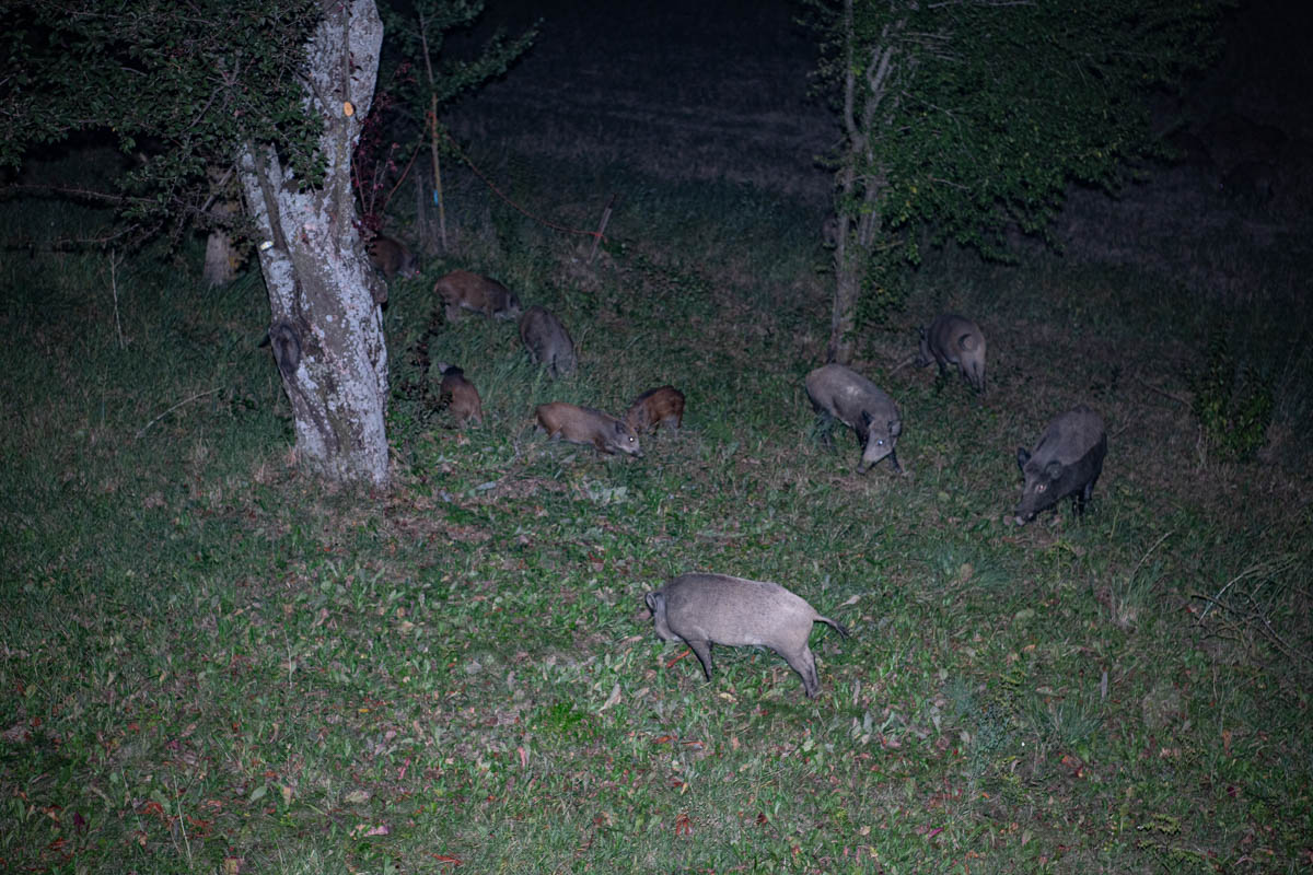 Wild boar convivium
