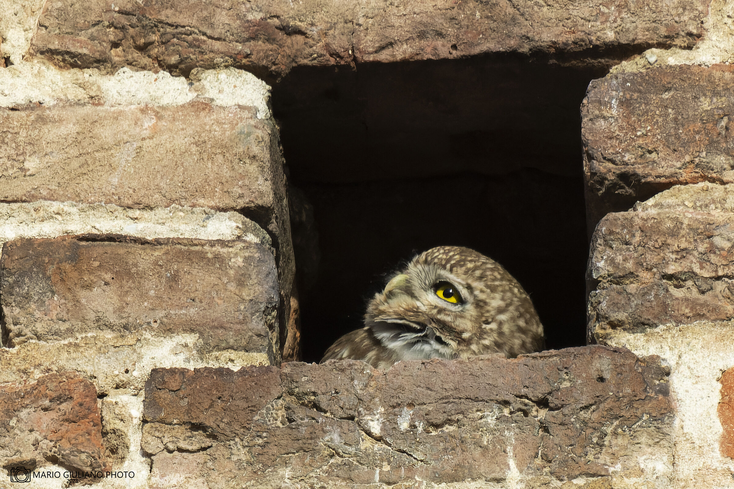 Owl