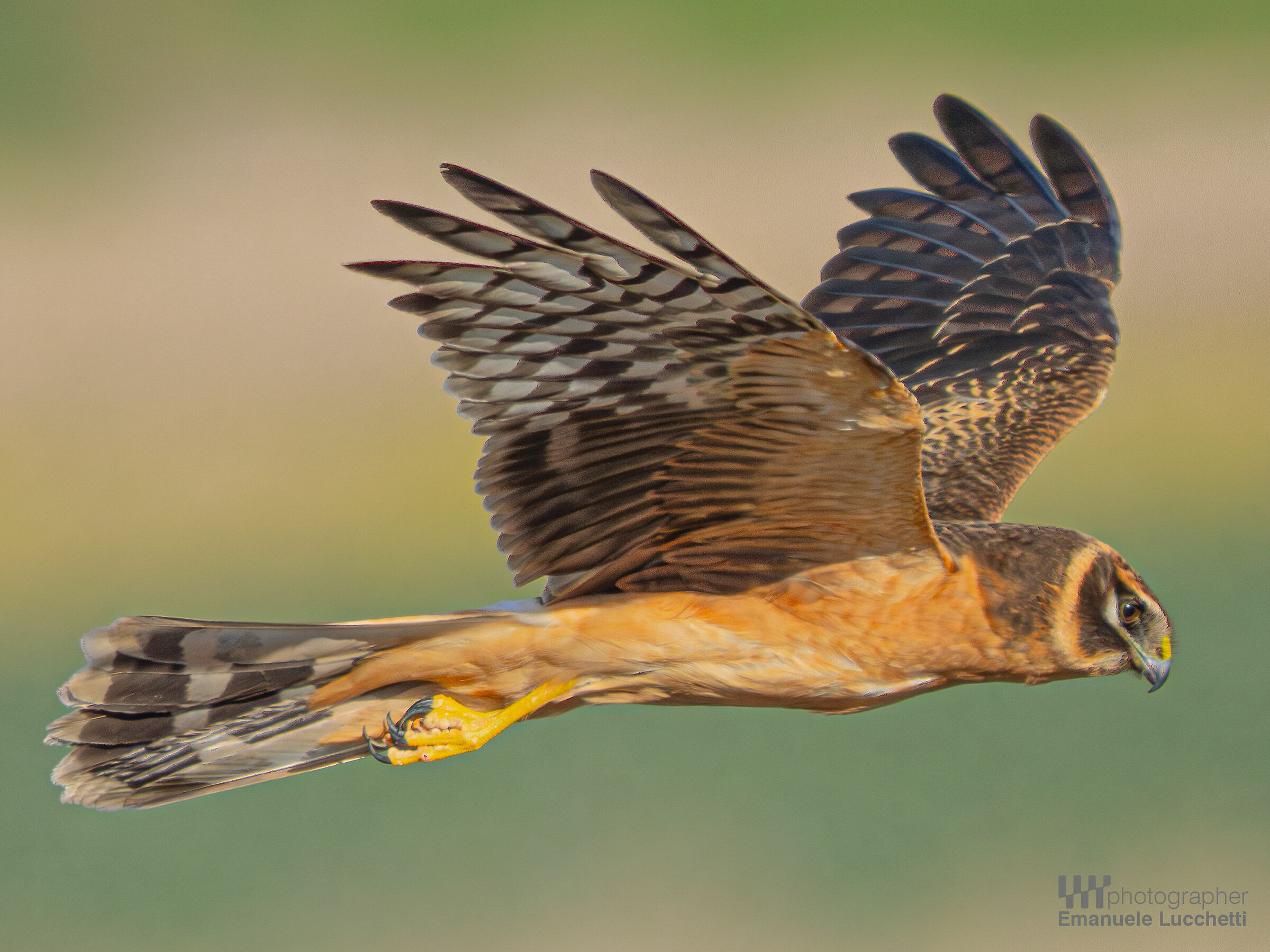 Albanella pallida (female, juvenile)