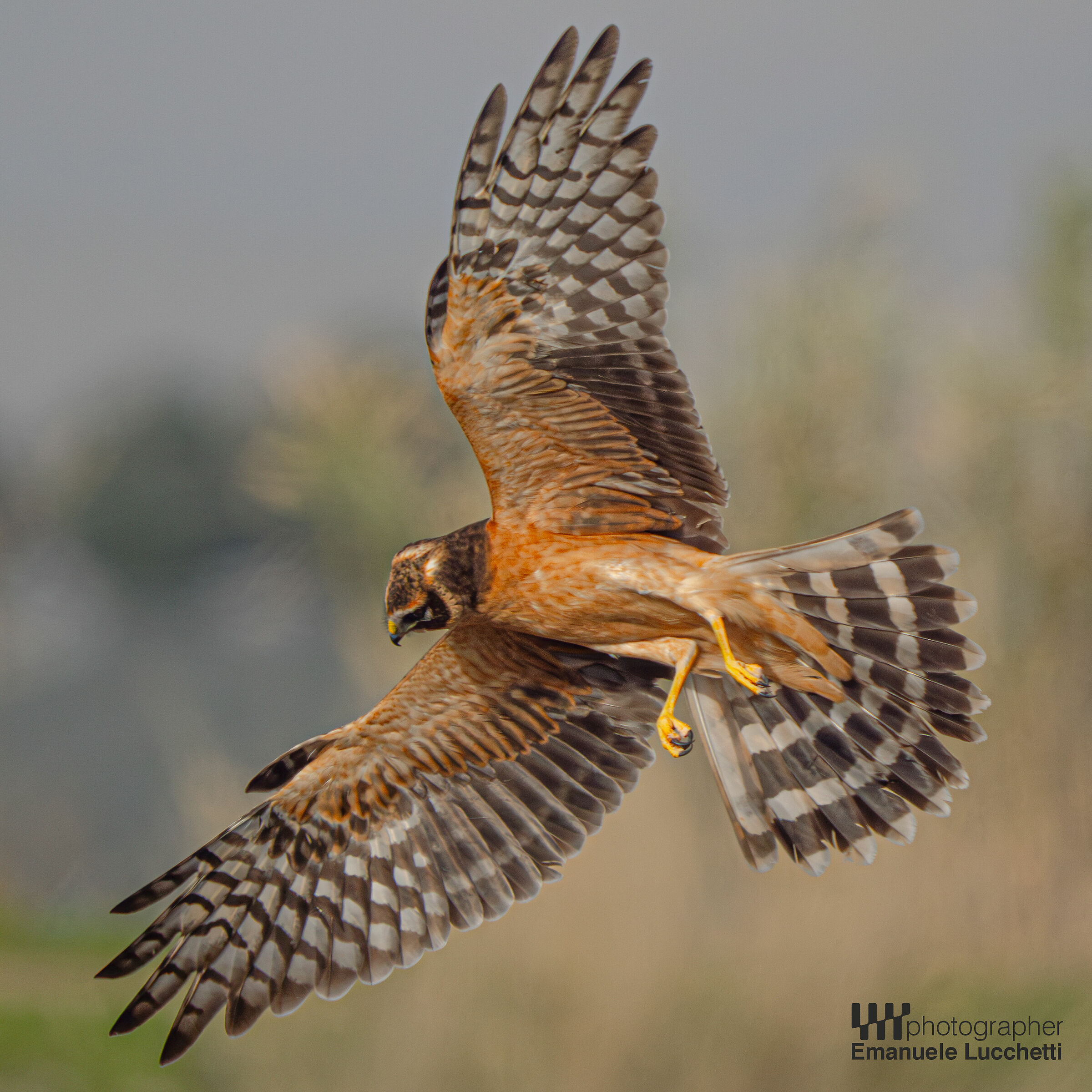 Pale harrier (female, juvenile)