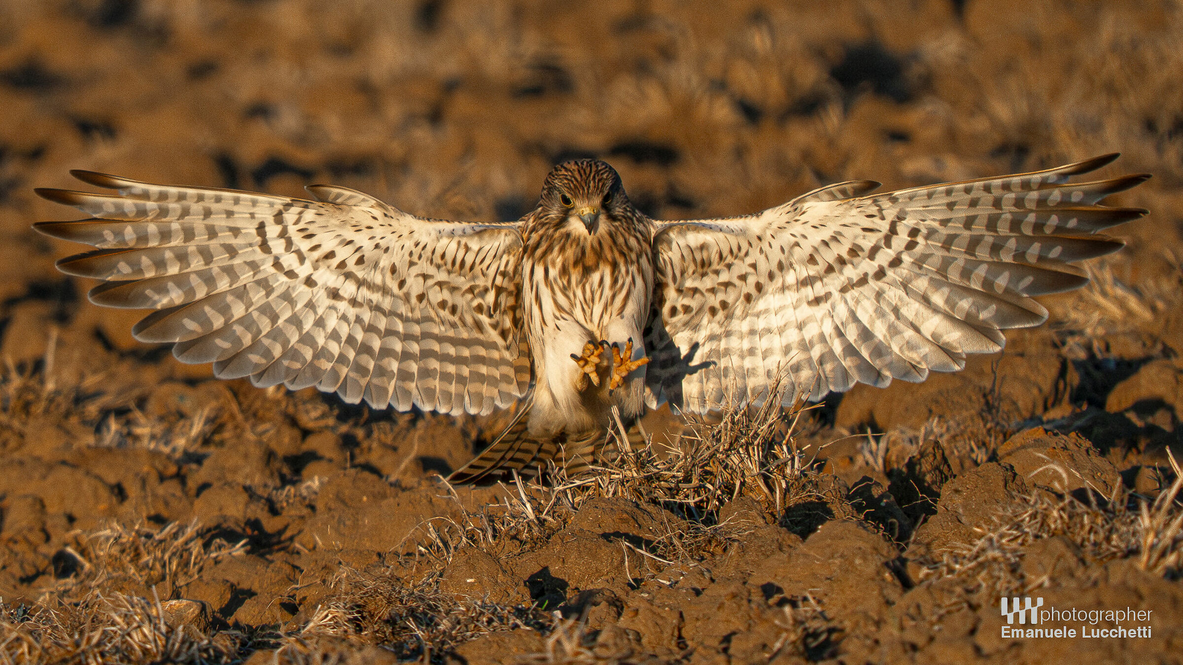 Gheppio in predazione