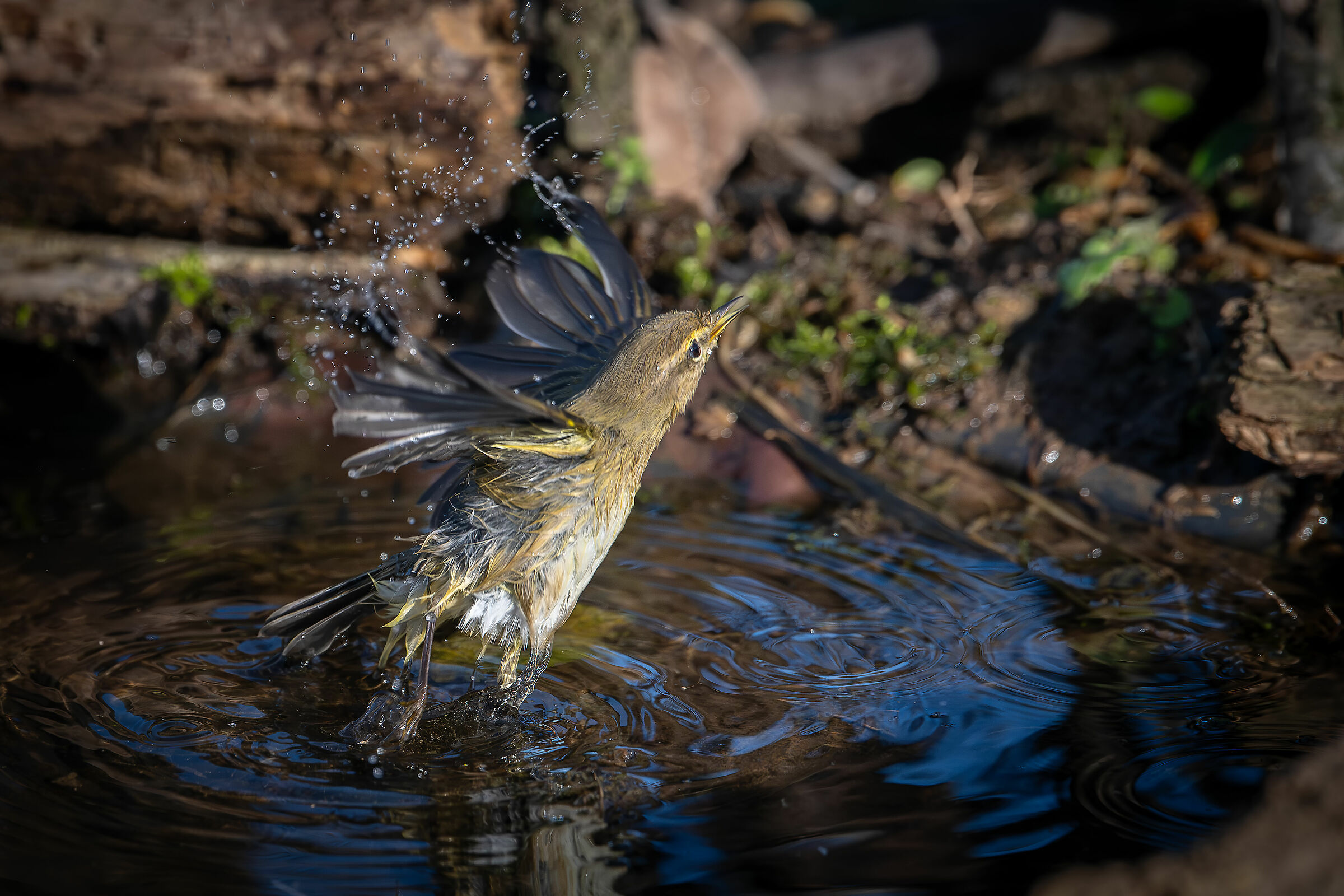 Little Warbler #capannocora