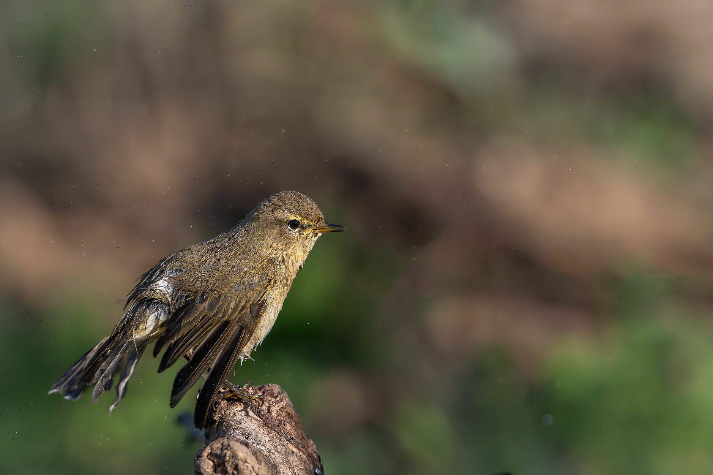 Little Warbler #capannocora