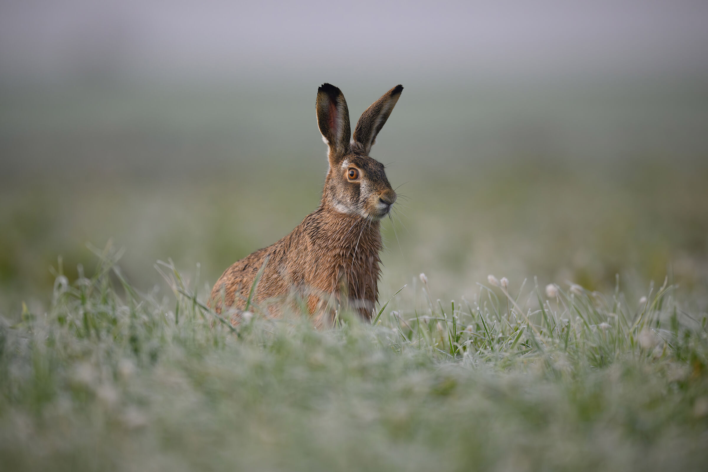 Hare at 600mm f4