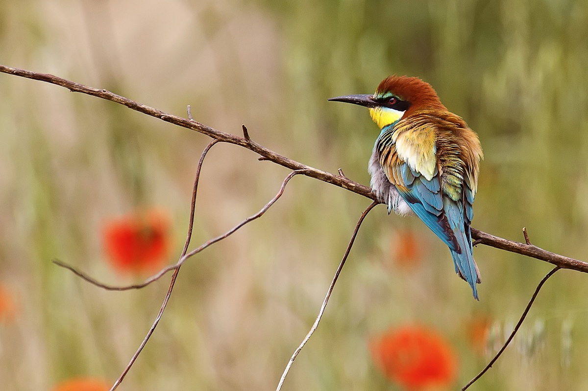 Gruccione arruffato (Gruccioni 2013)