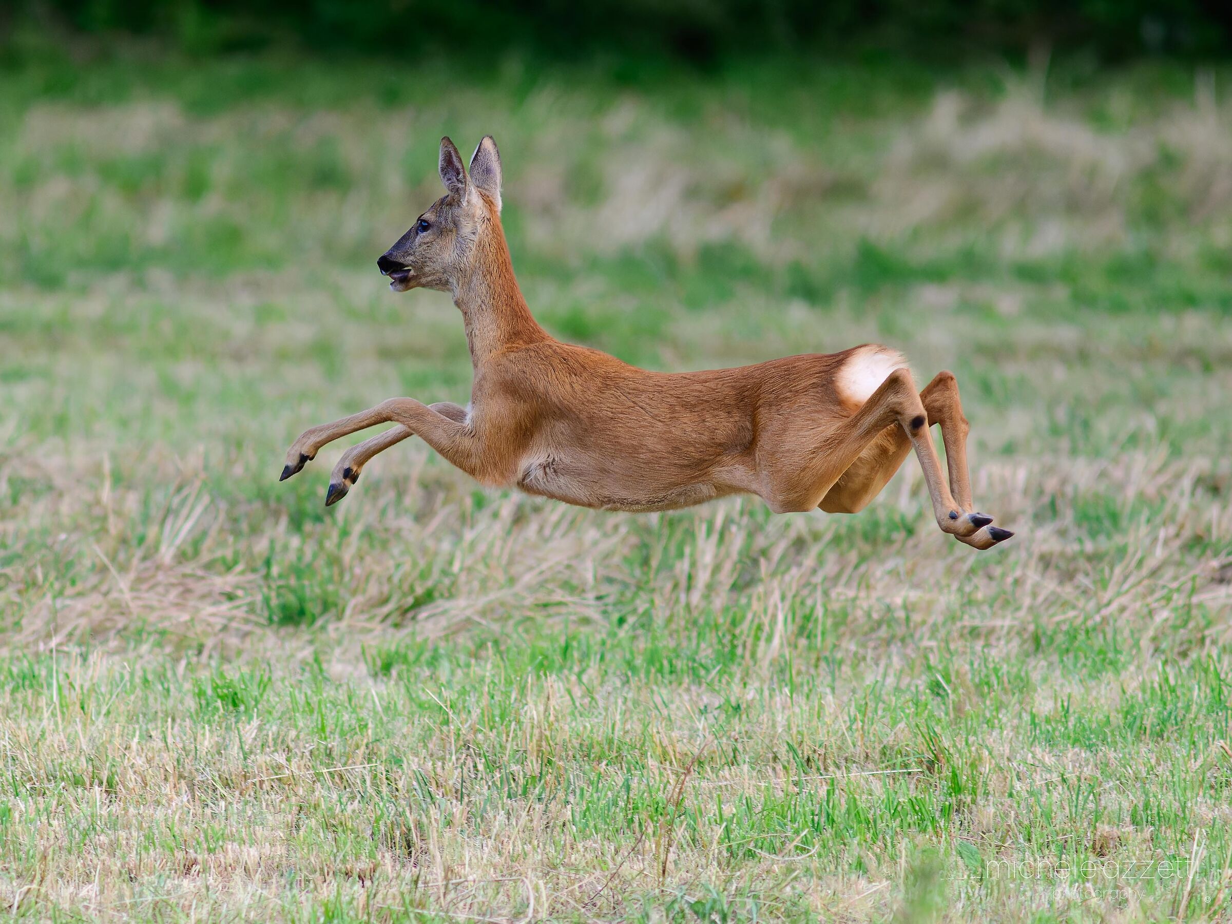 Roe deer