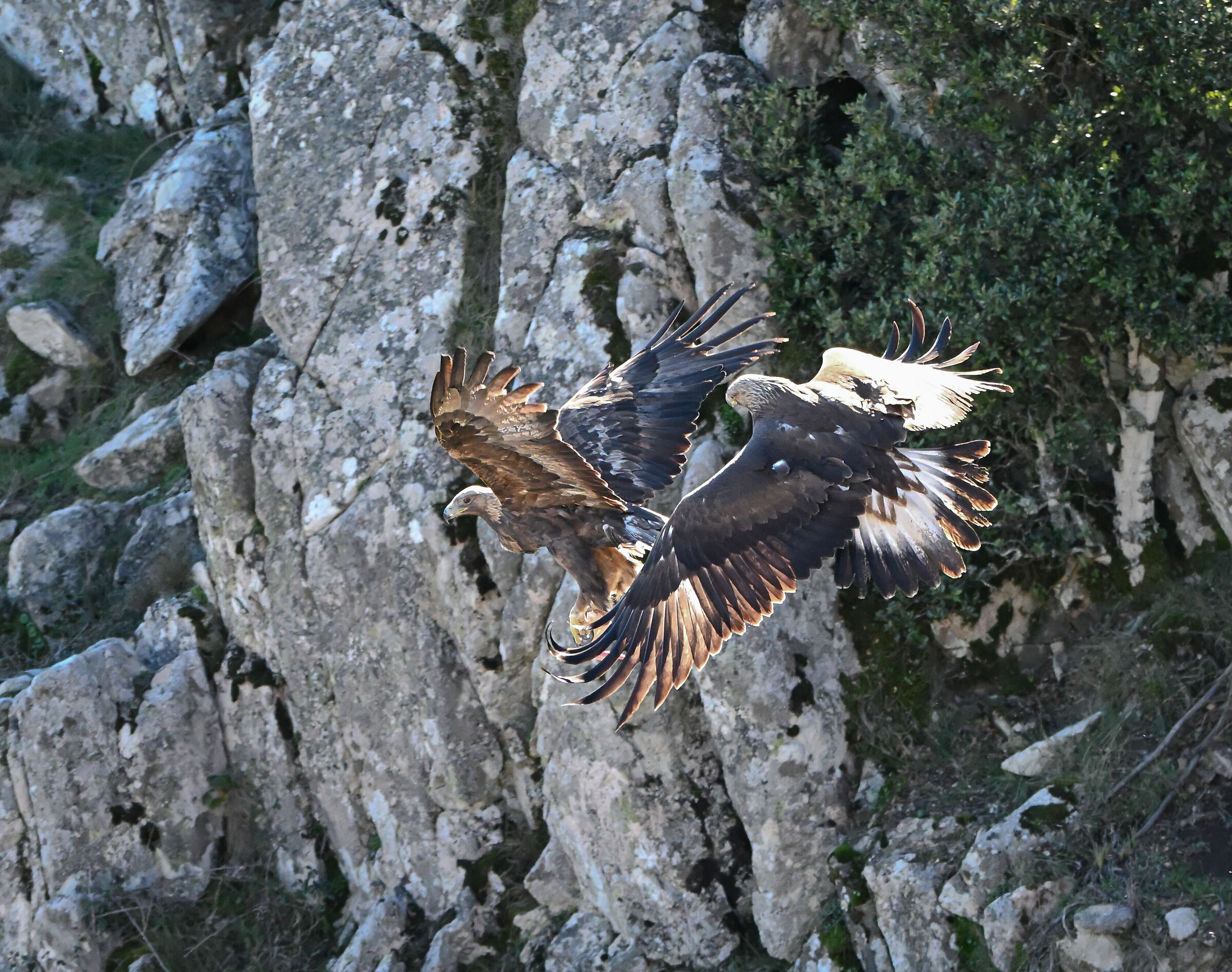 Aquila reale adulta e giovane