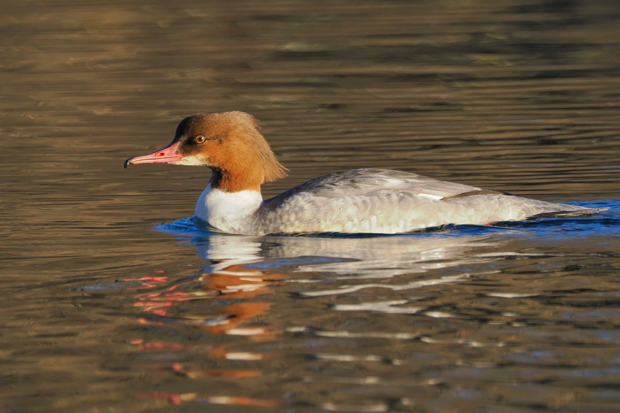 Merganser (f)