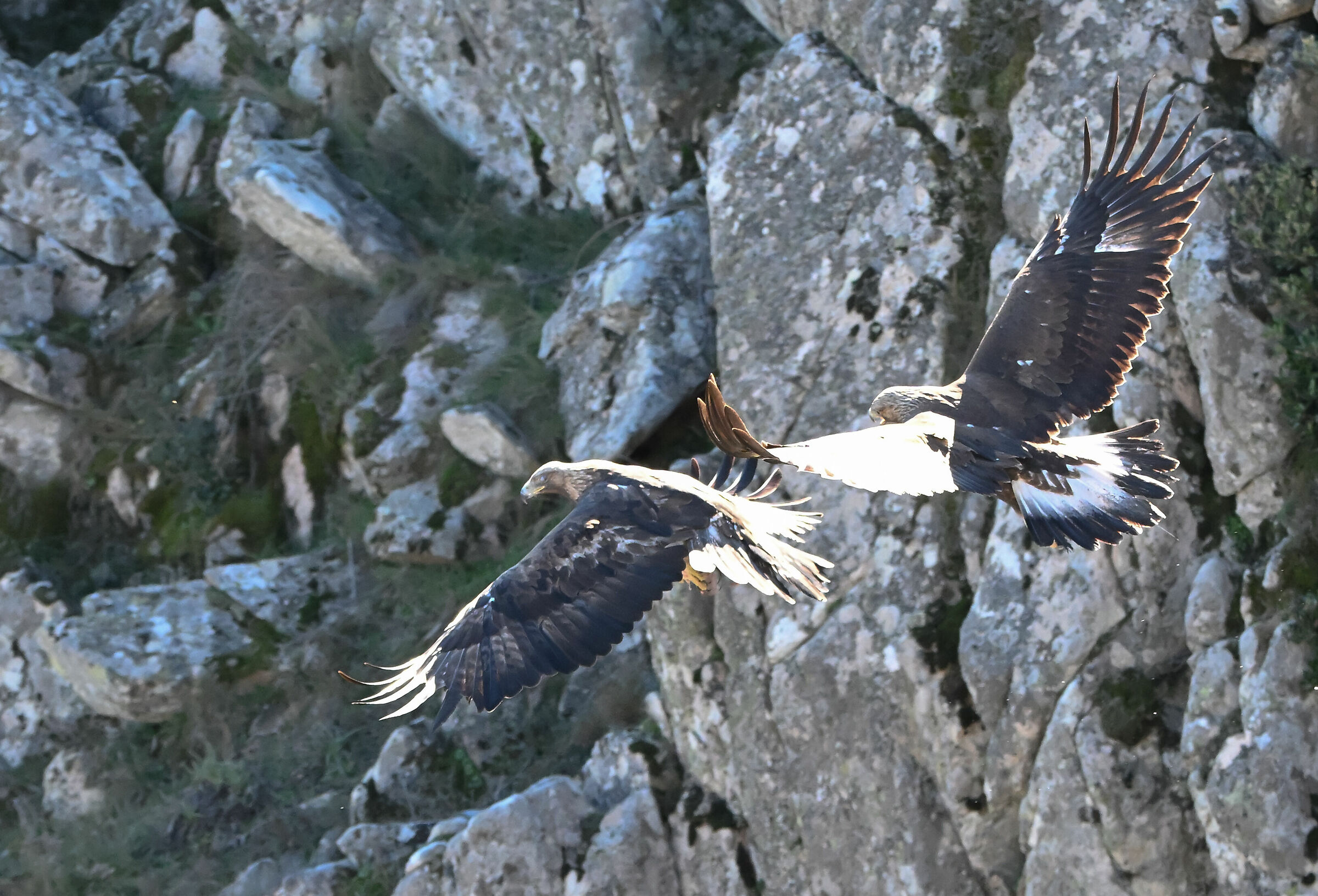 Aquila reale adulta e giovane
