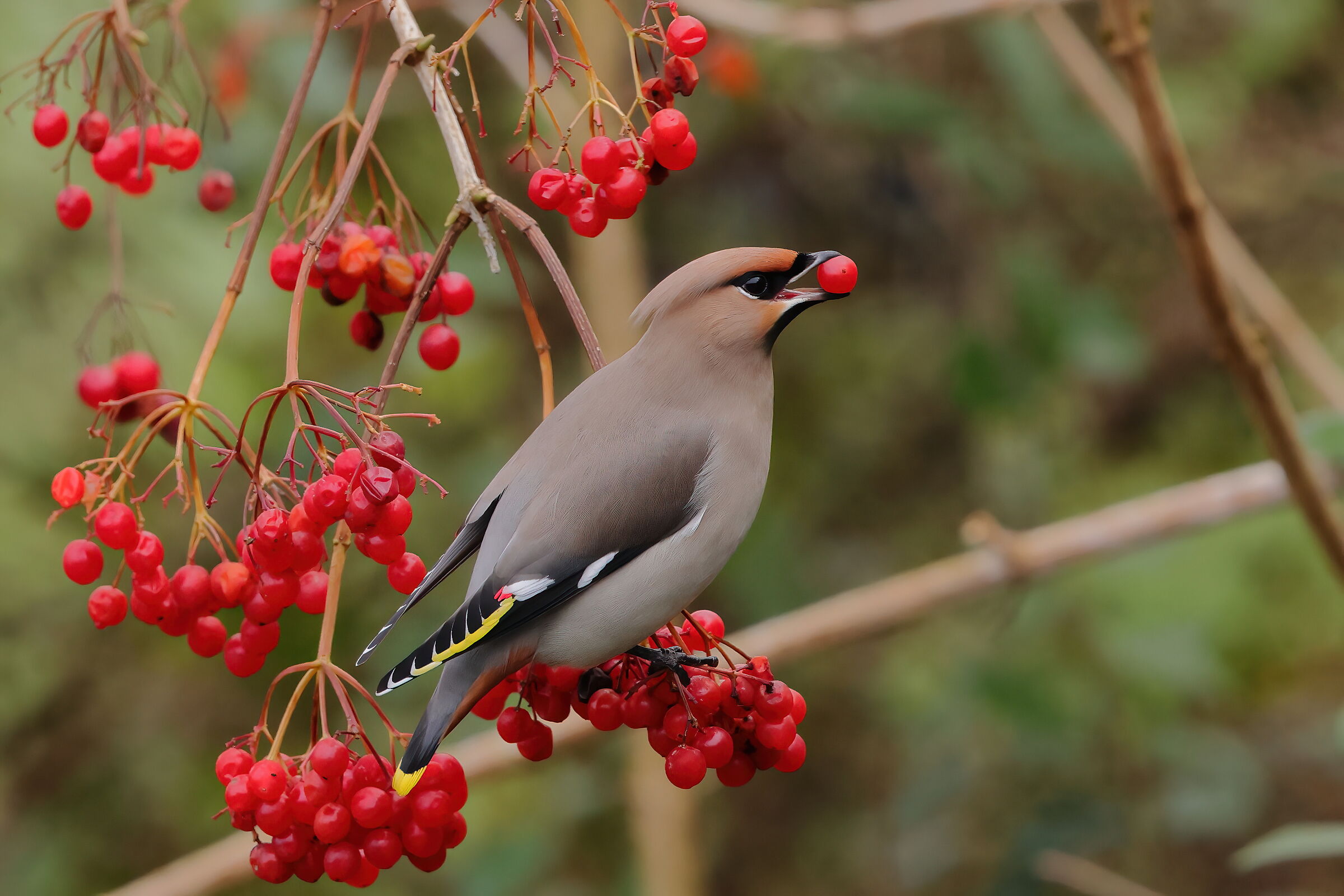 Il boccone prelibato