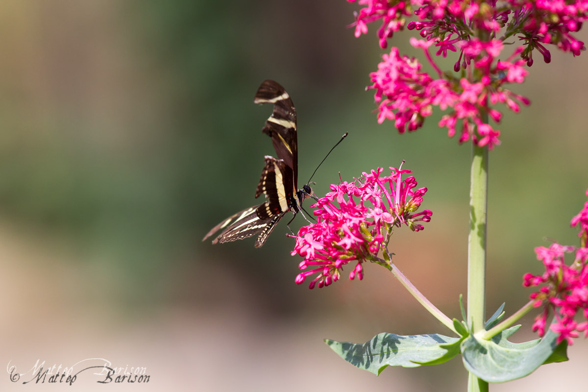 Swallowtail