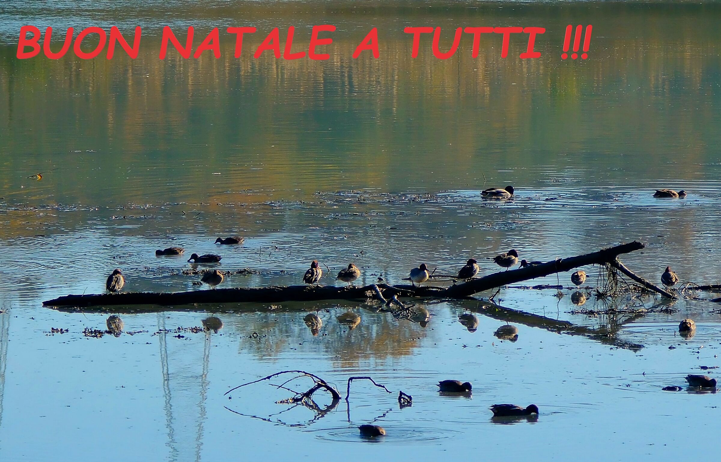 buone feste a tutti