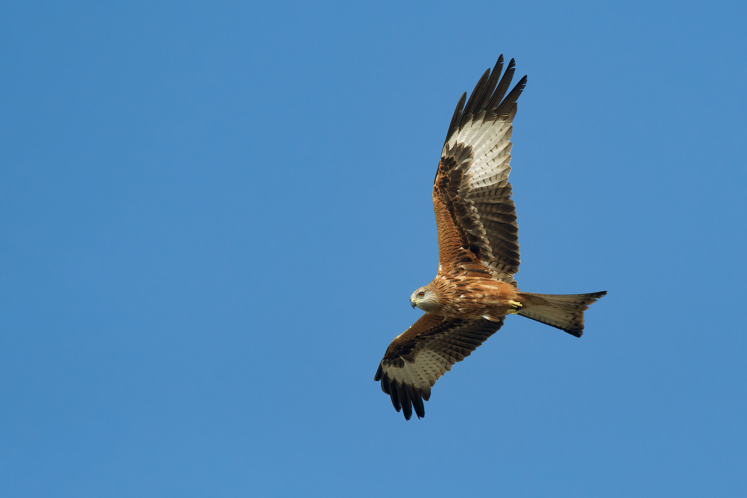 Red Kite (Milvus milvus)