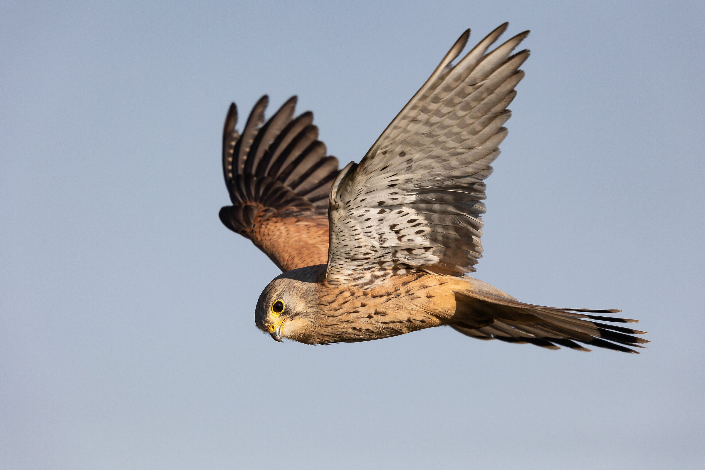 gheppio in "spirito santo".