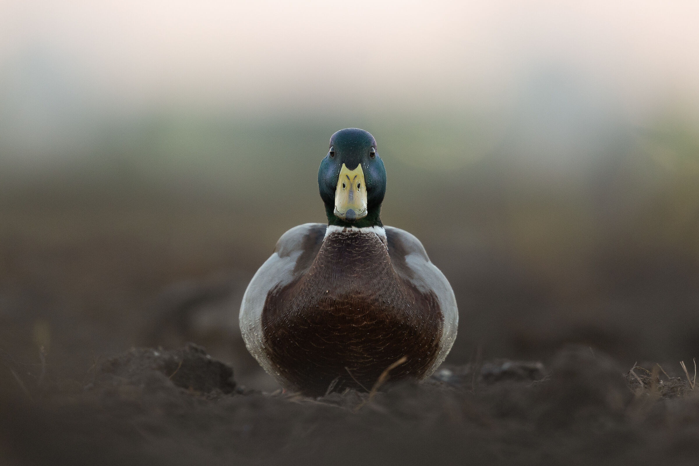 Germano reale all'alba.