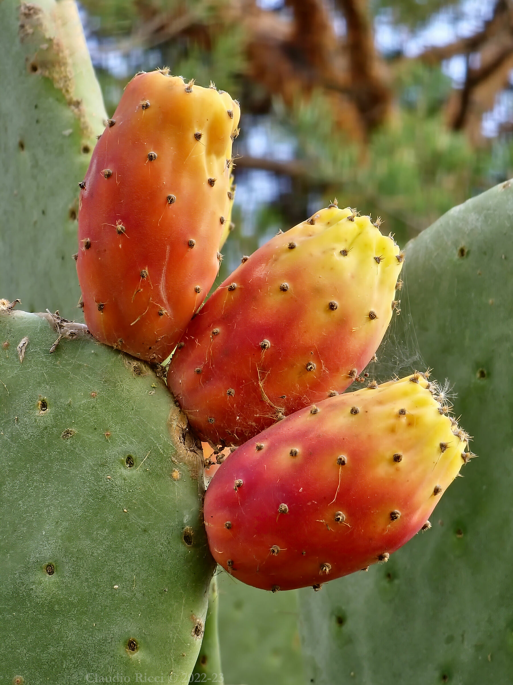 Opuntia Ficus Indica