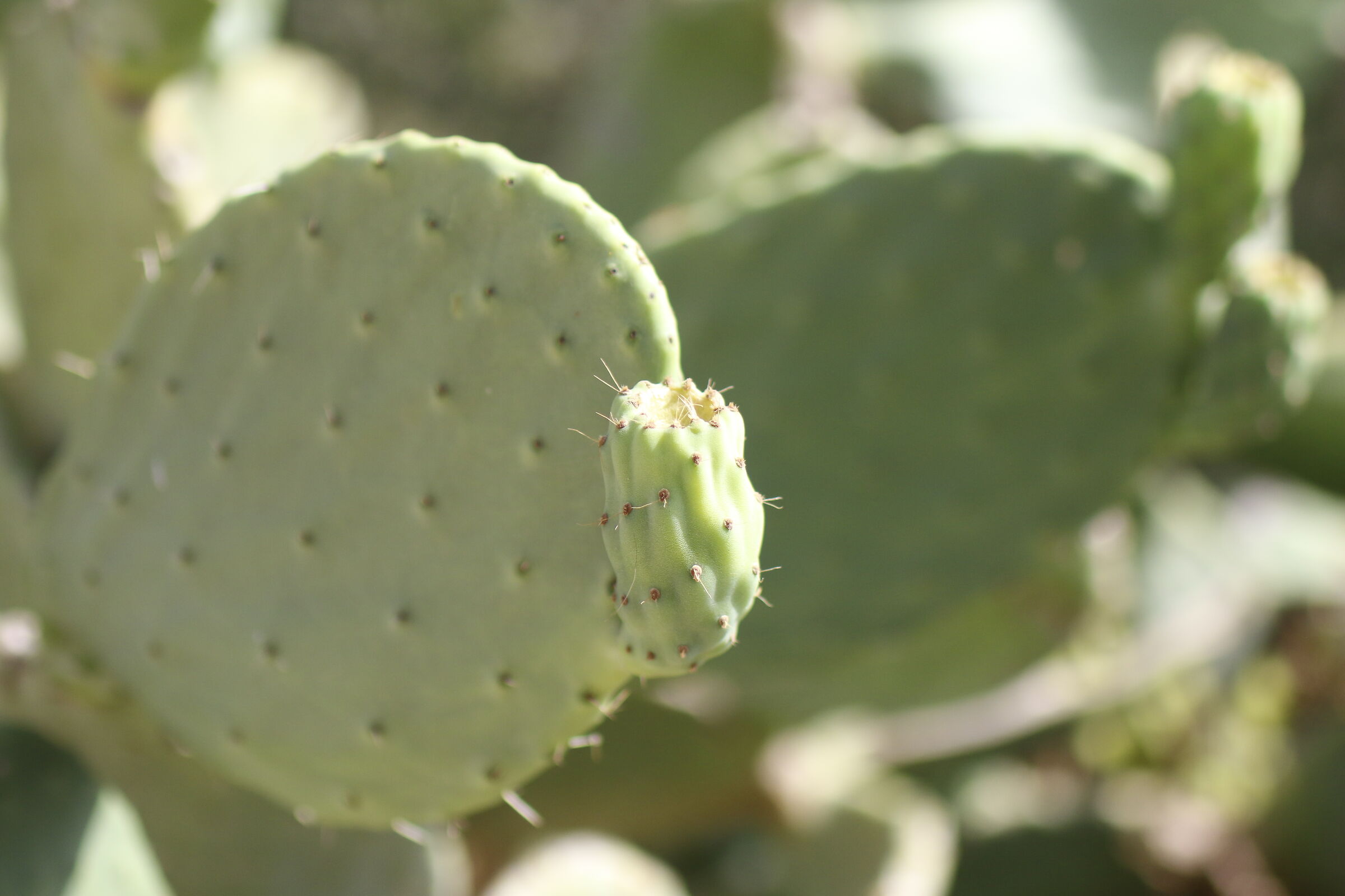 @ f. 1.8, " 1/8 thousand " Milvus Z. 50, 1.4- Canon 7 D II