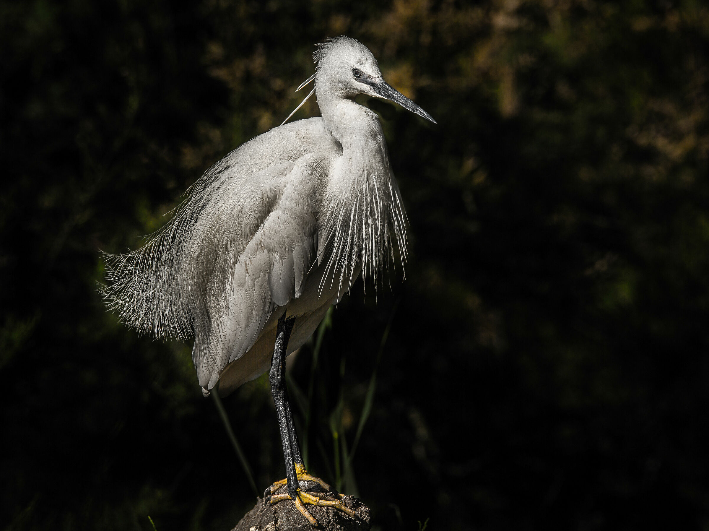 garzetta al rientro serale