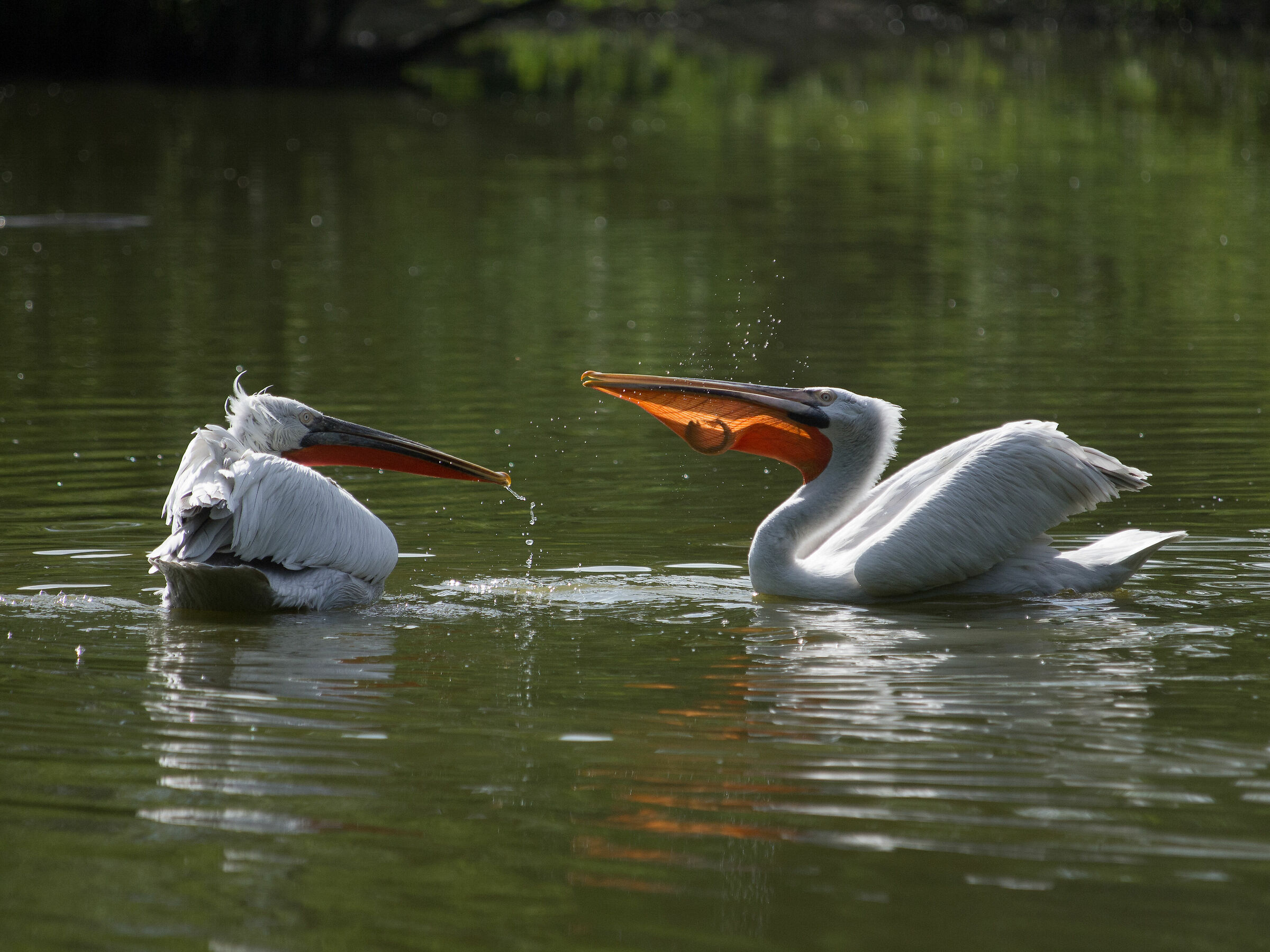 spuntino pomeridiano