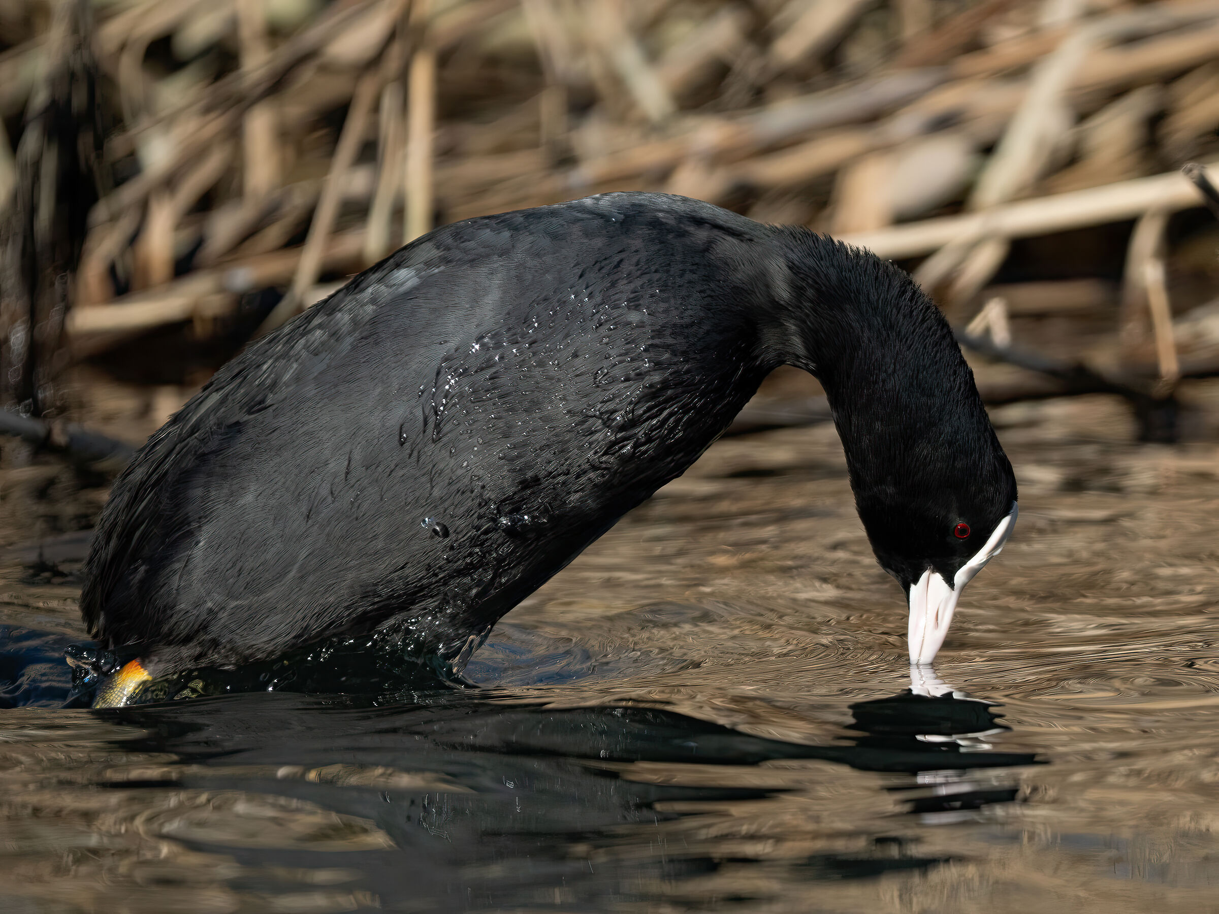 coot