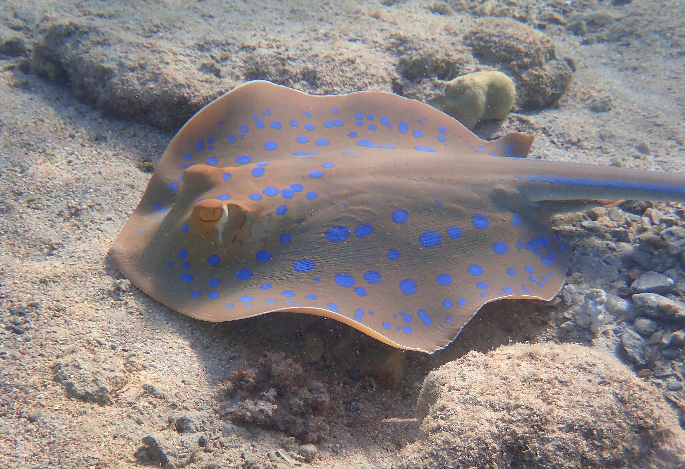Red Sea - Marsa Alam