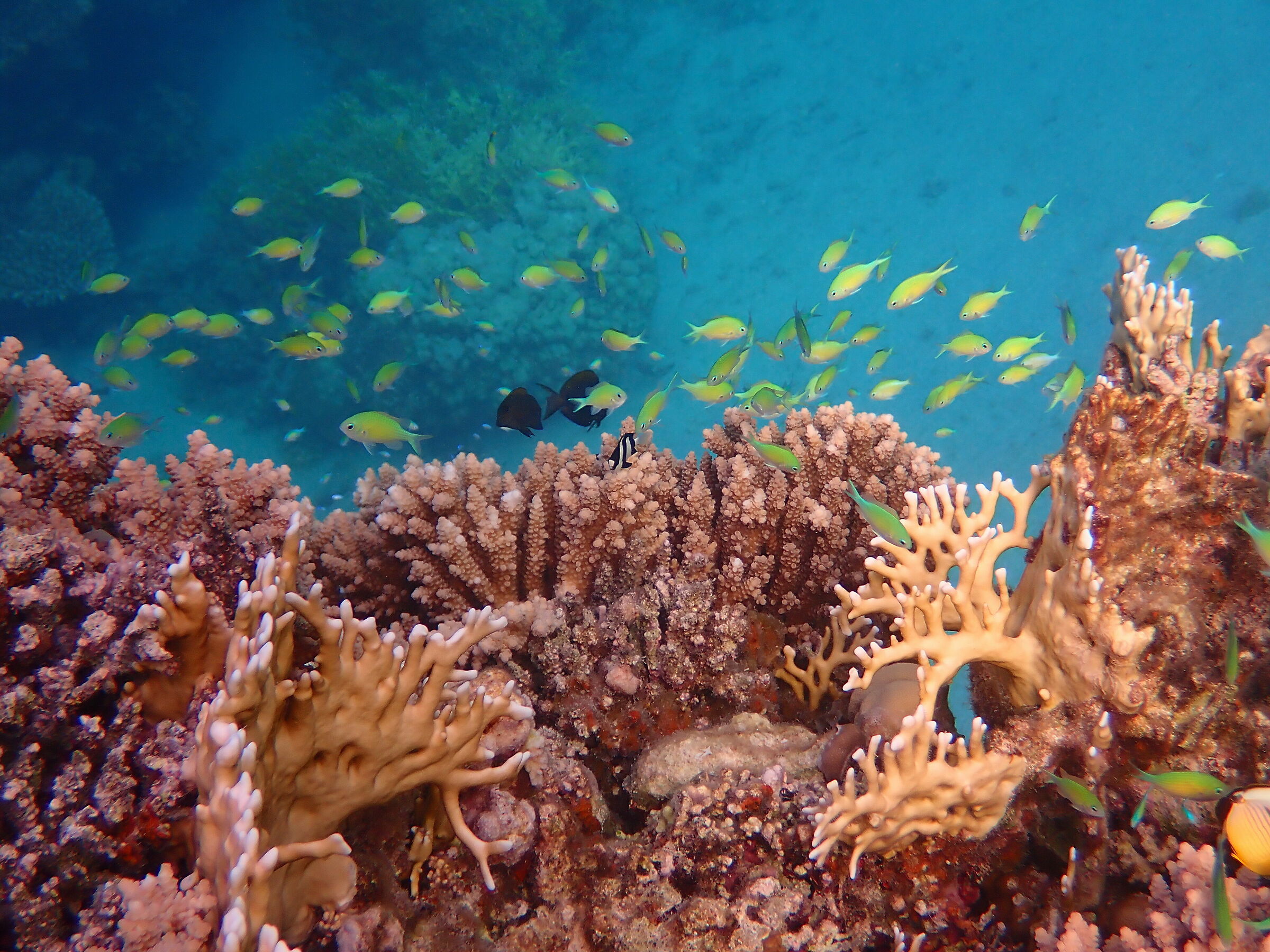 Red Sea - Marsa Alam