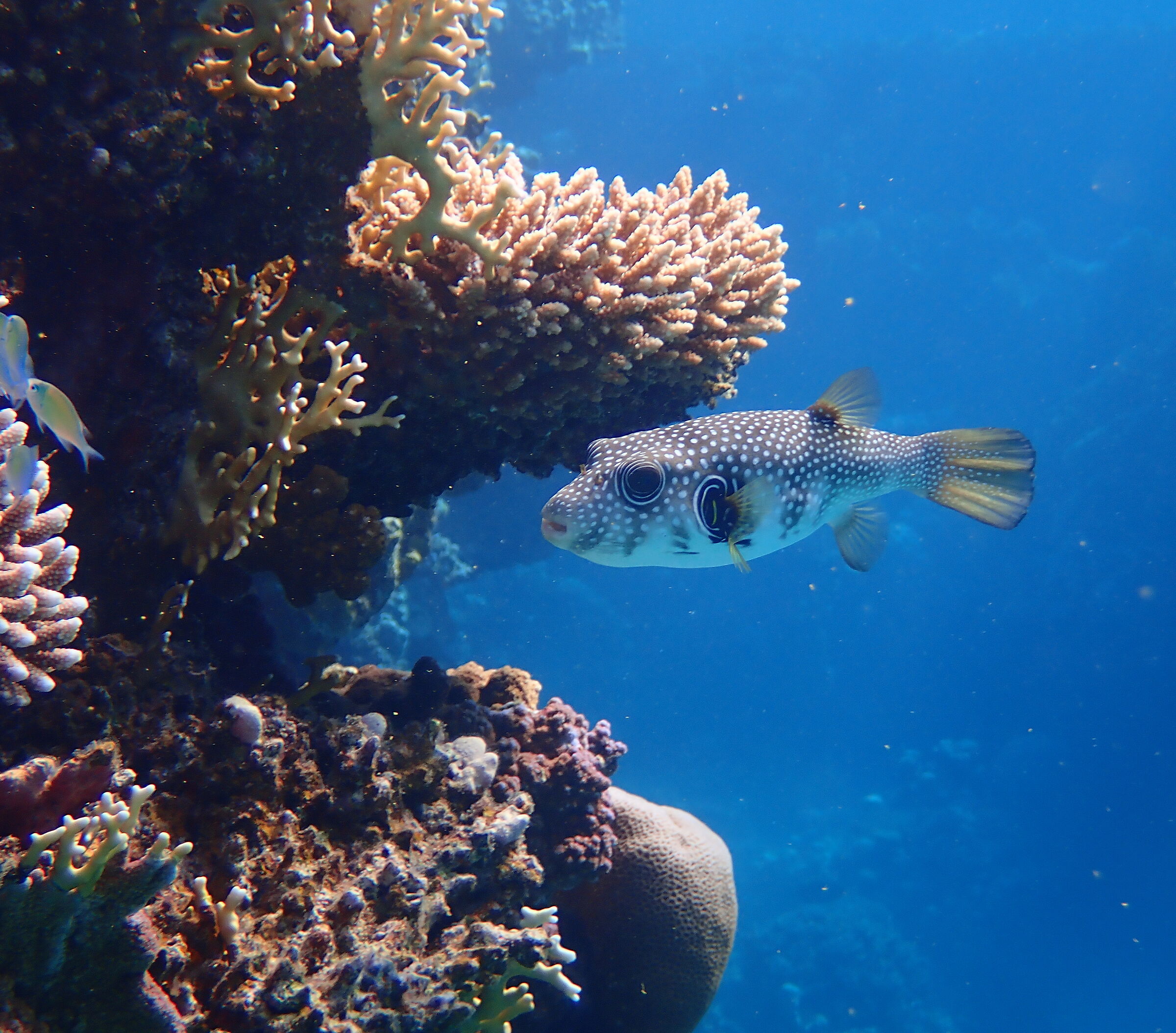 Red Sea - Marsa Alam