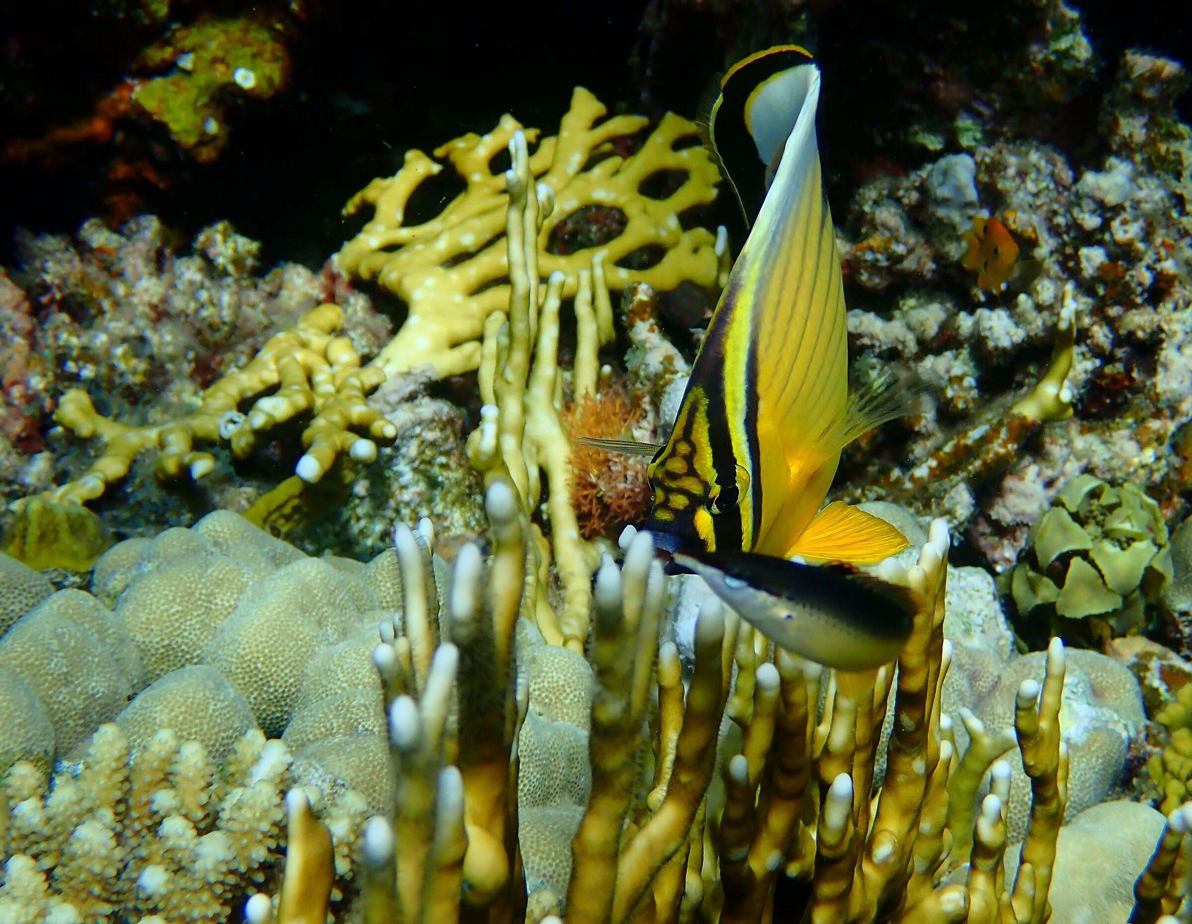Red Sea - Marsa Alam