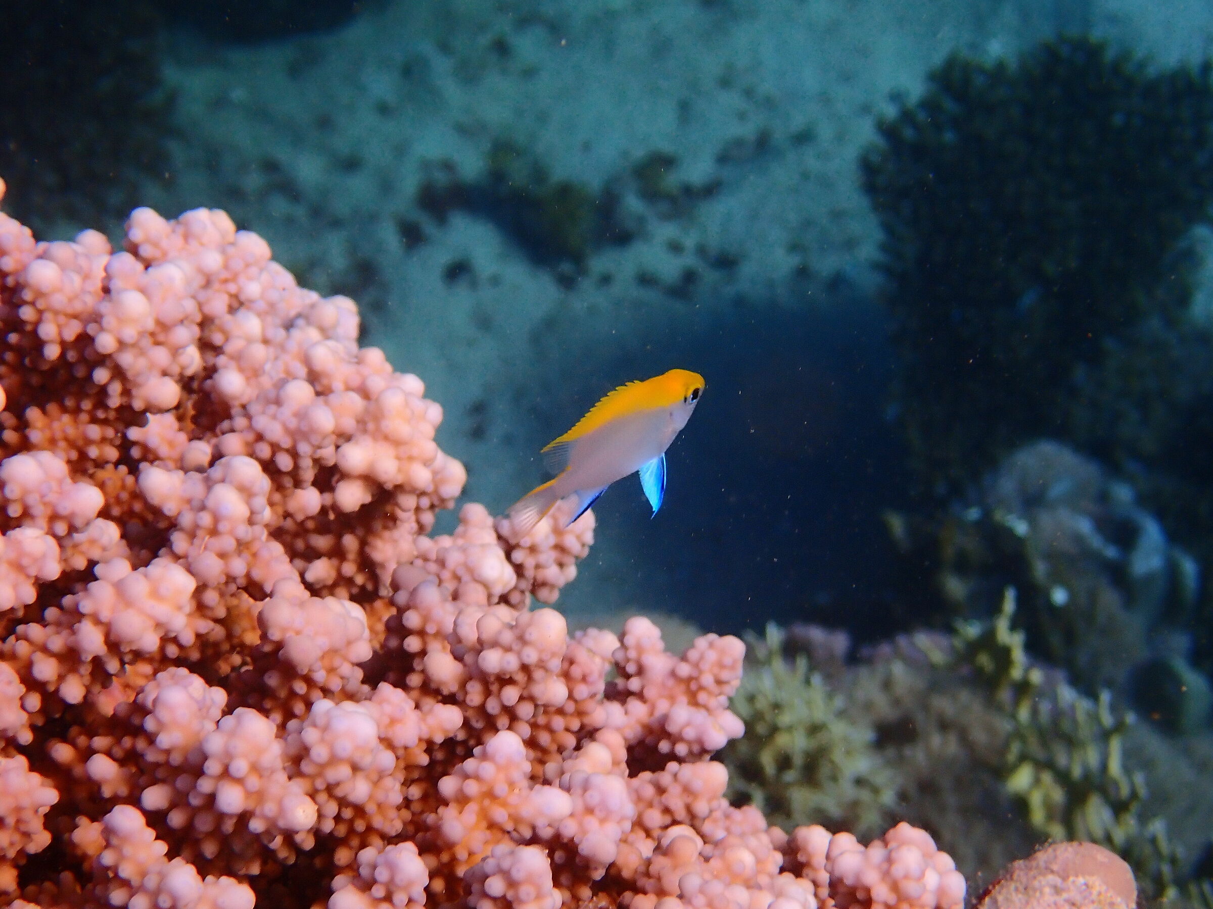 Red Sea - Marsa Alam