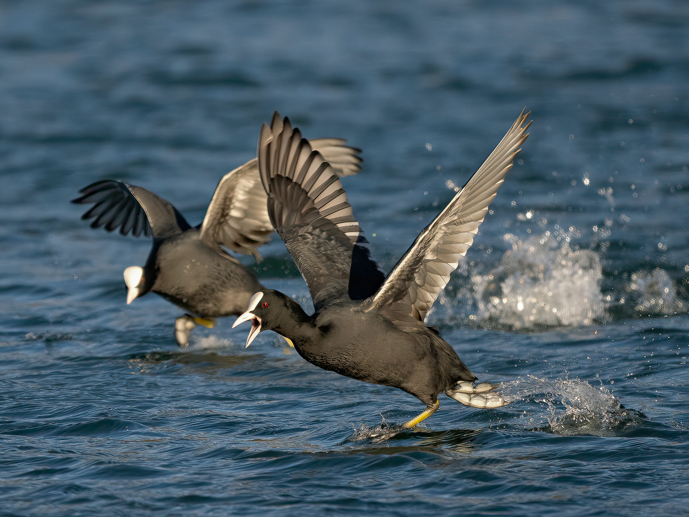 coot