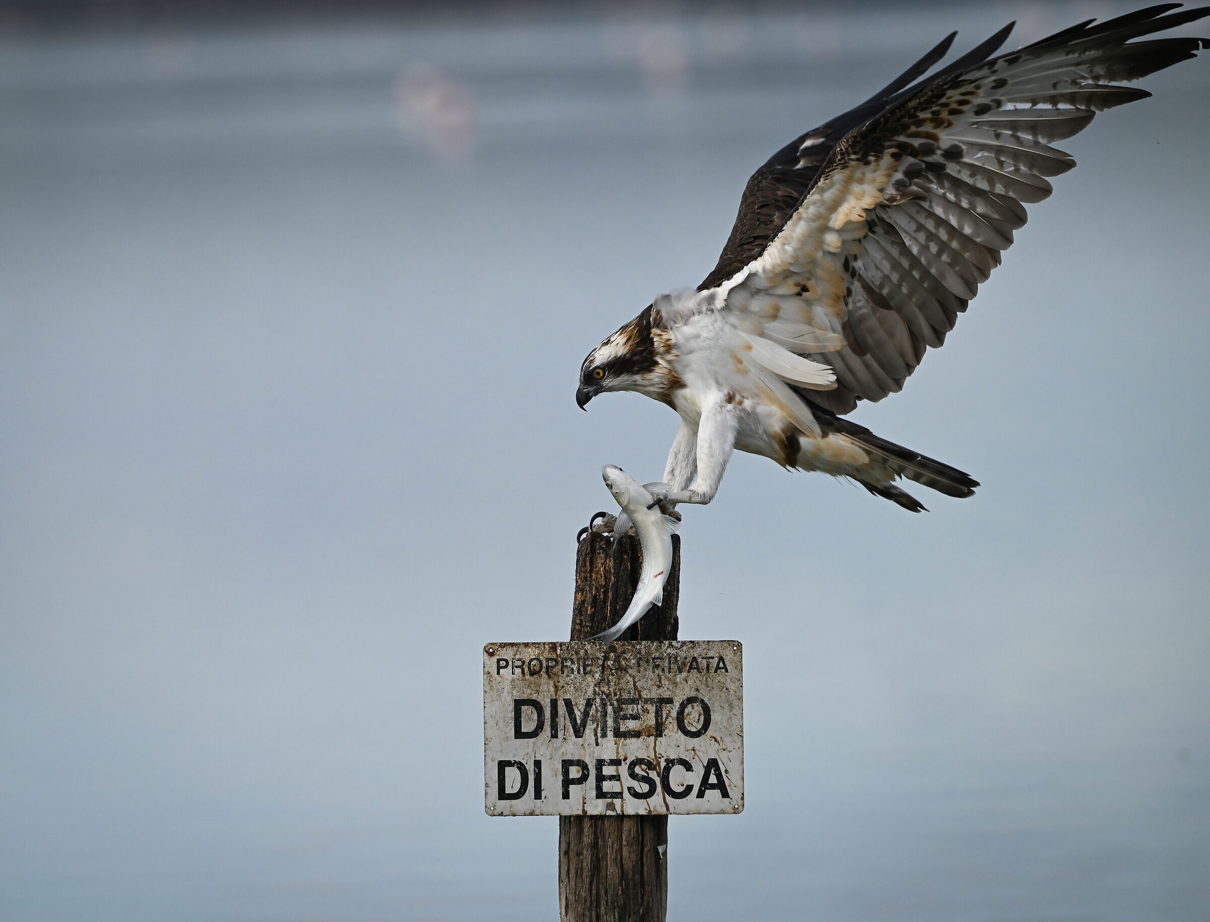 L'arrivo del falco pescatore