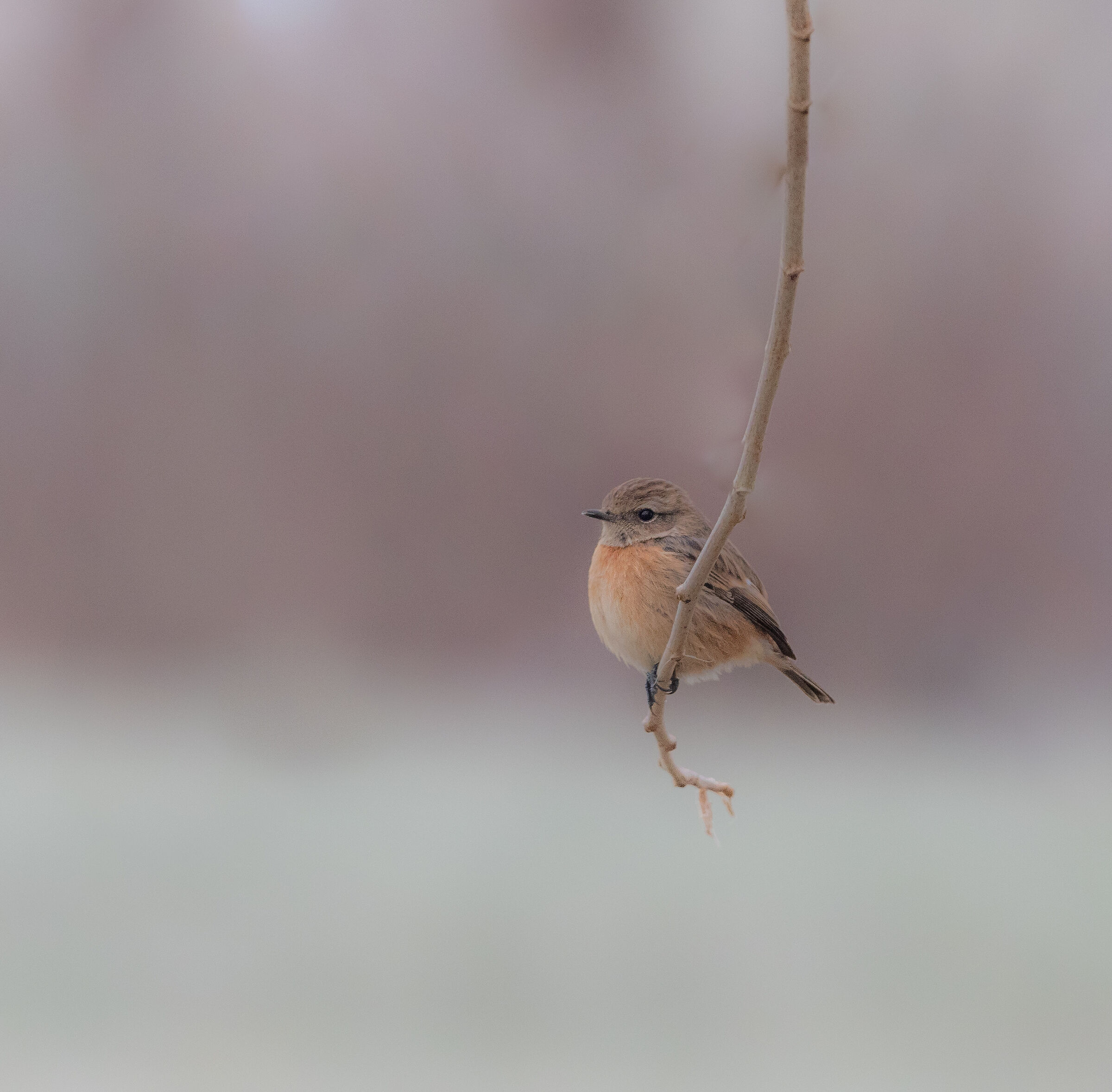 saltimpalo in altalena