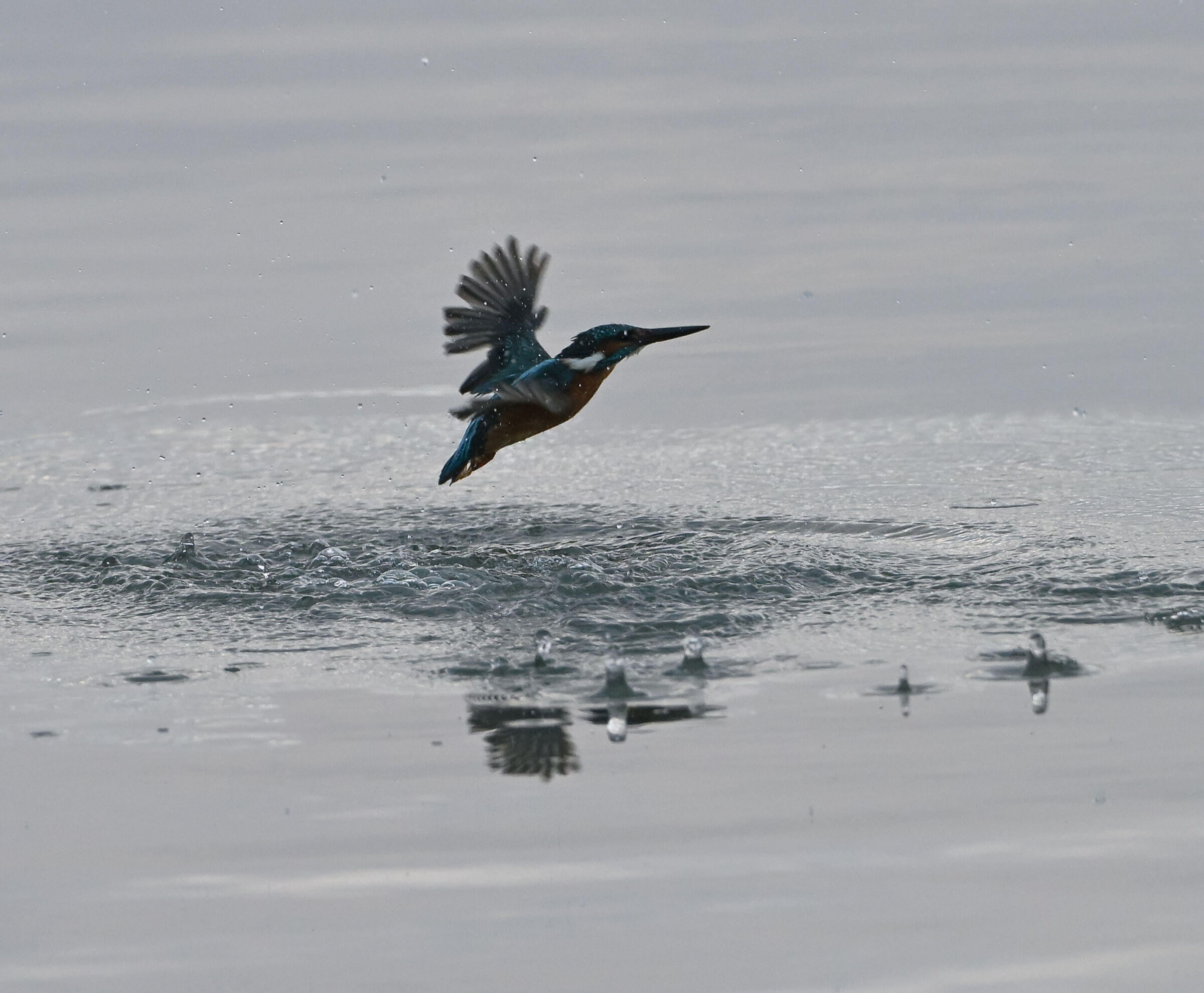 L'uscita dall'acqua del martino