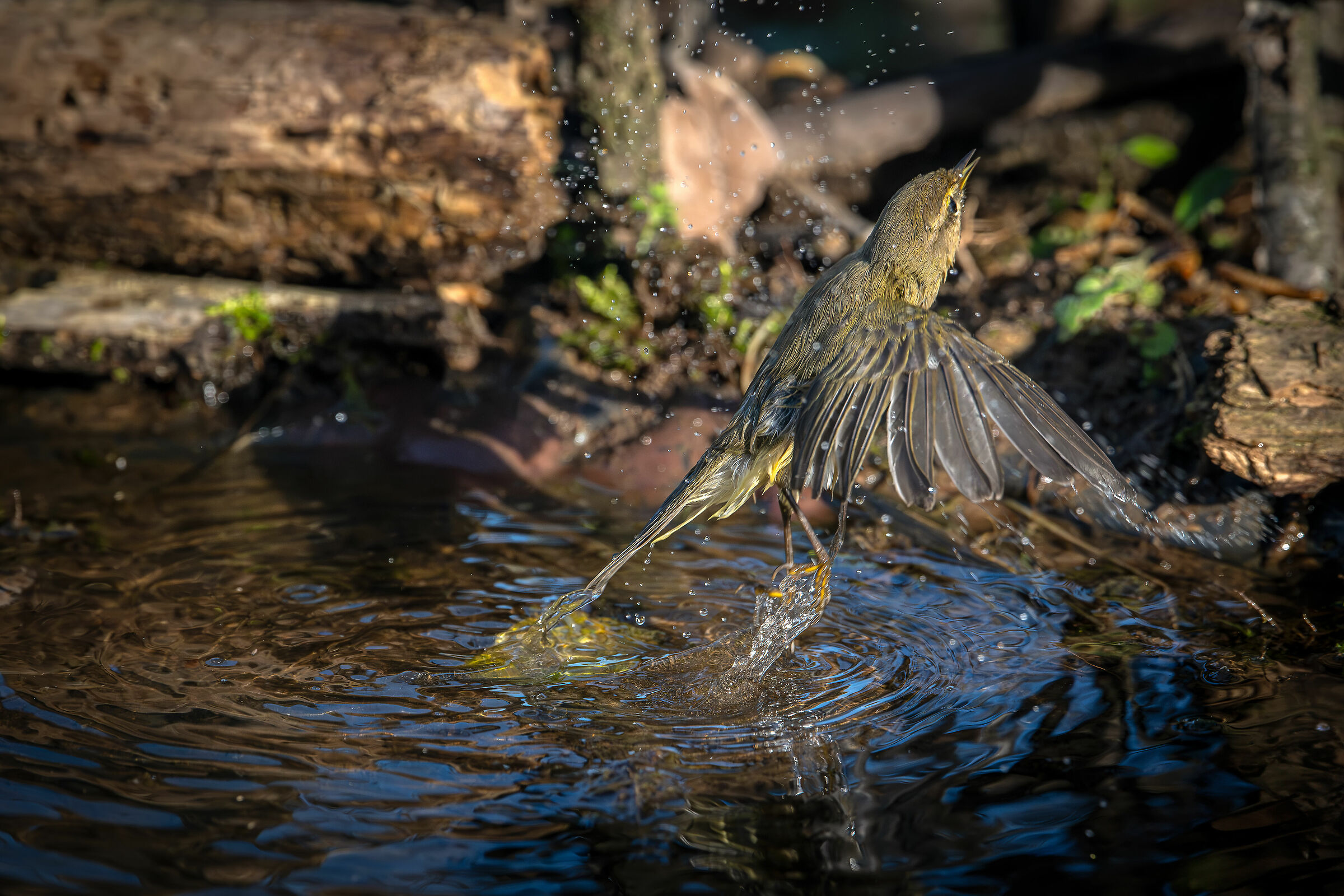 Little Warbler #capannocora