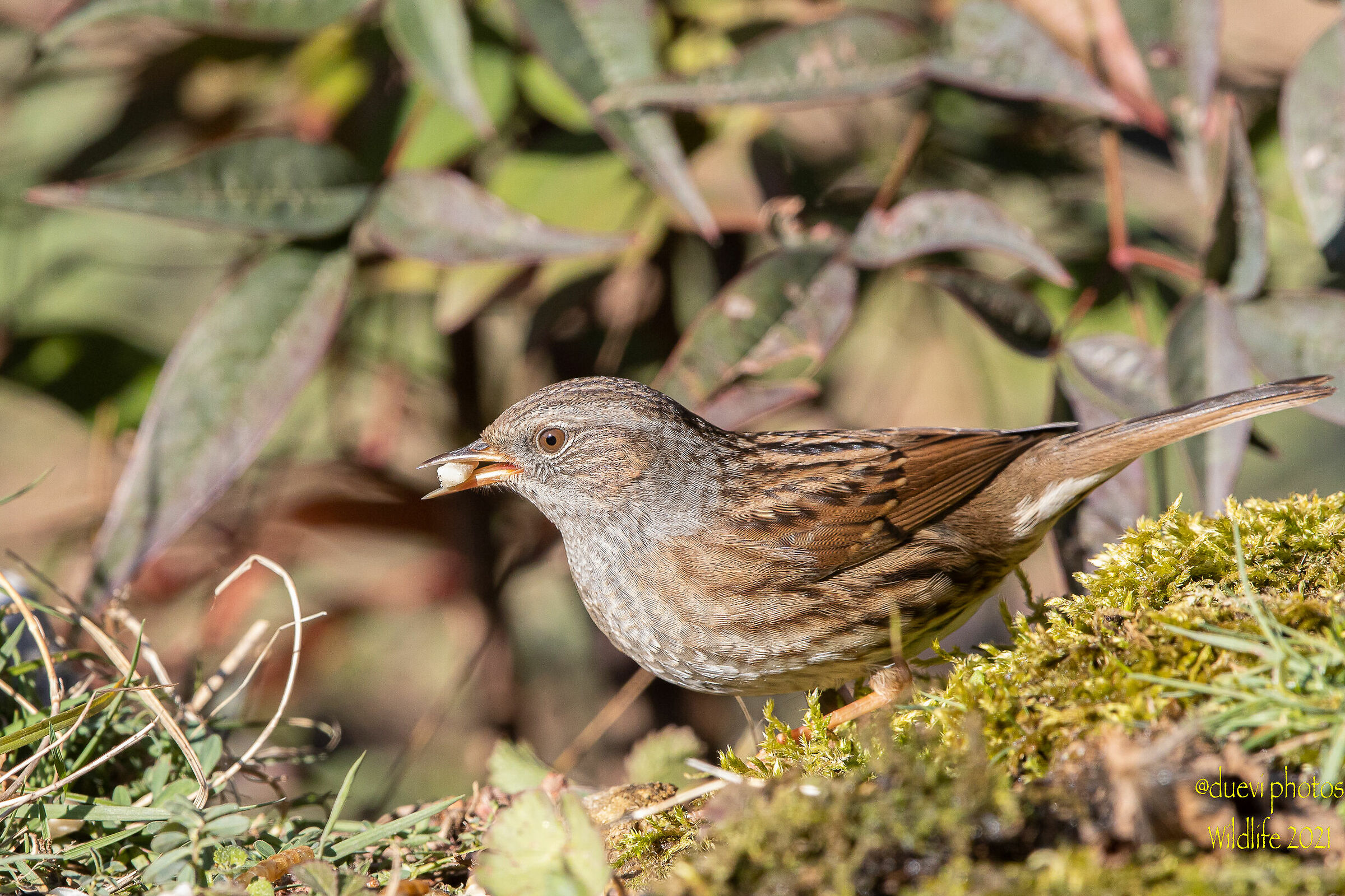 Pussy - Prunella modularis
