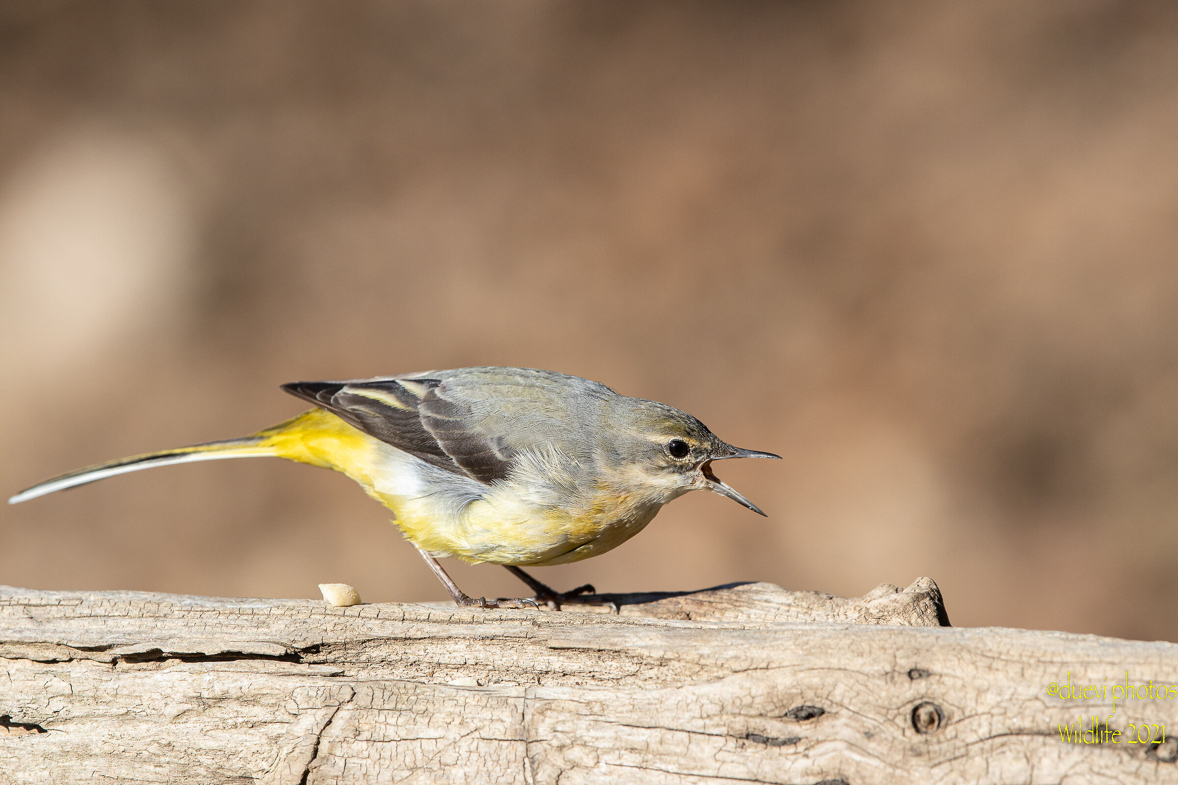 Yellow wagtail - Motacilla cinerea