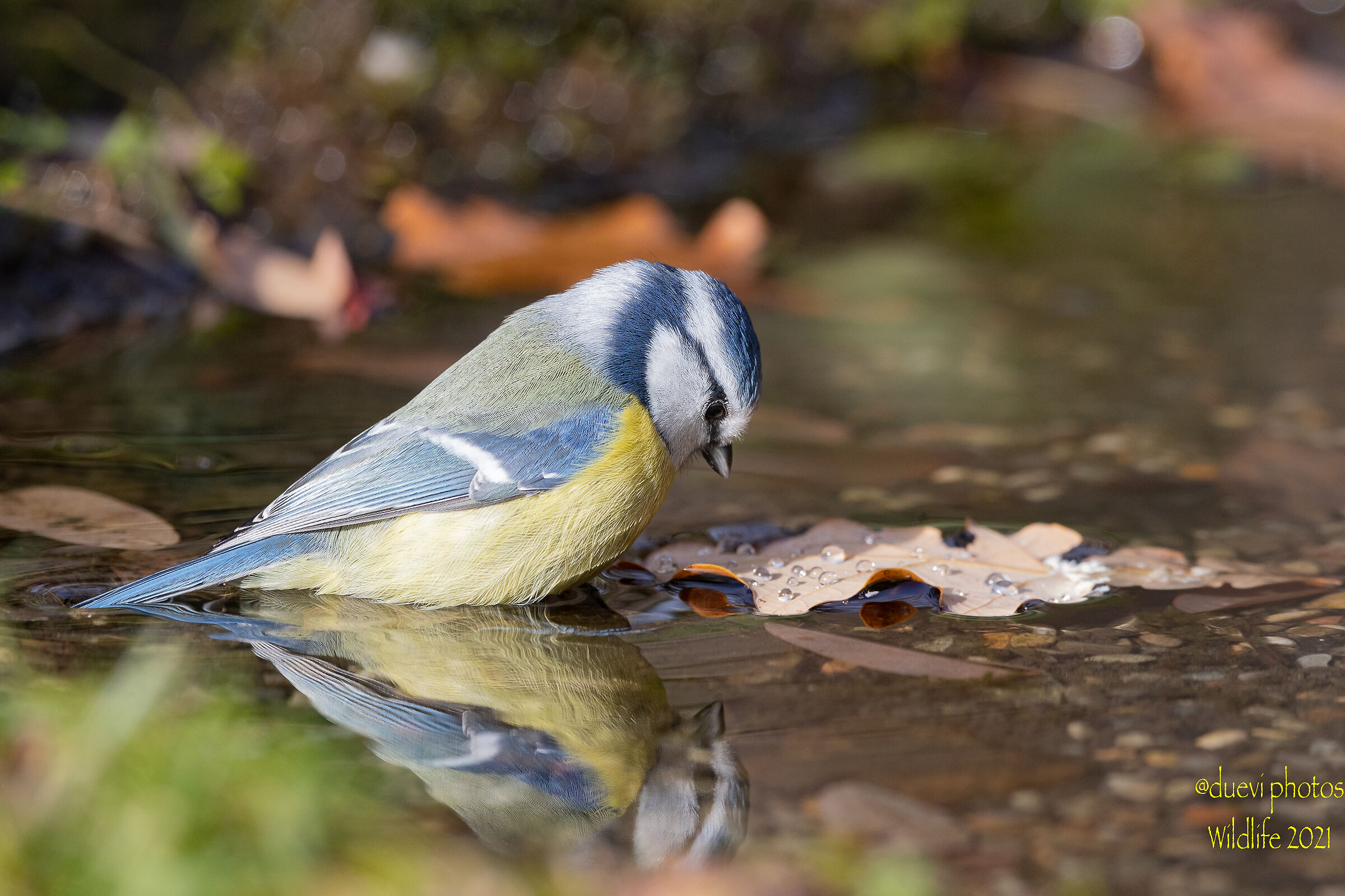 Blue - Cyanistes caeruleus