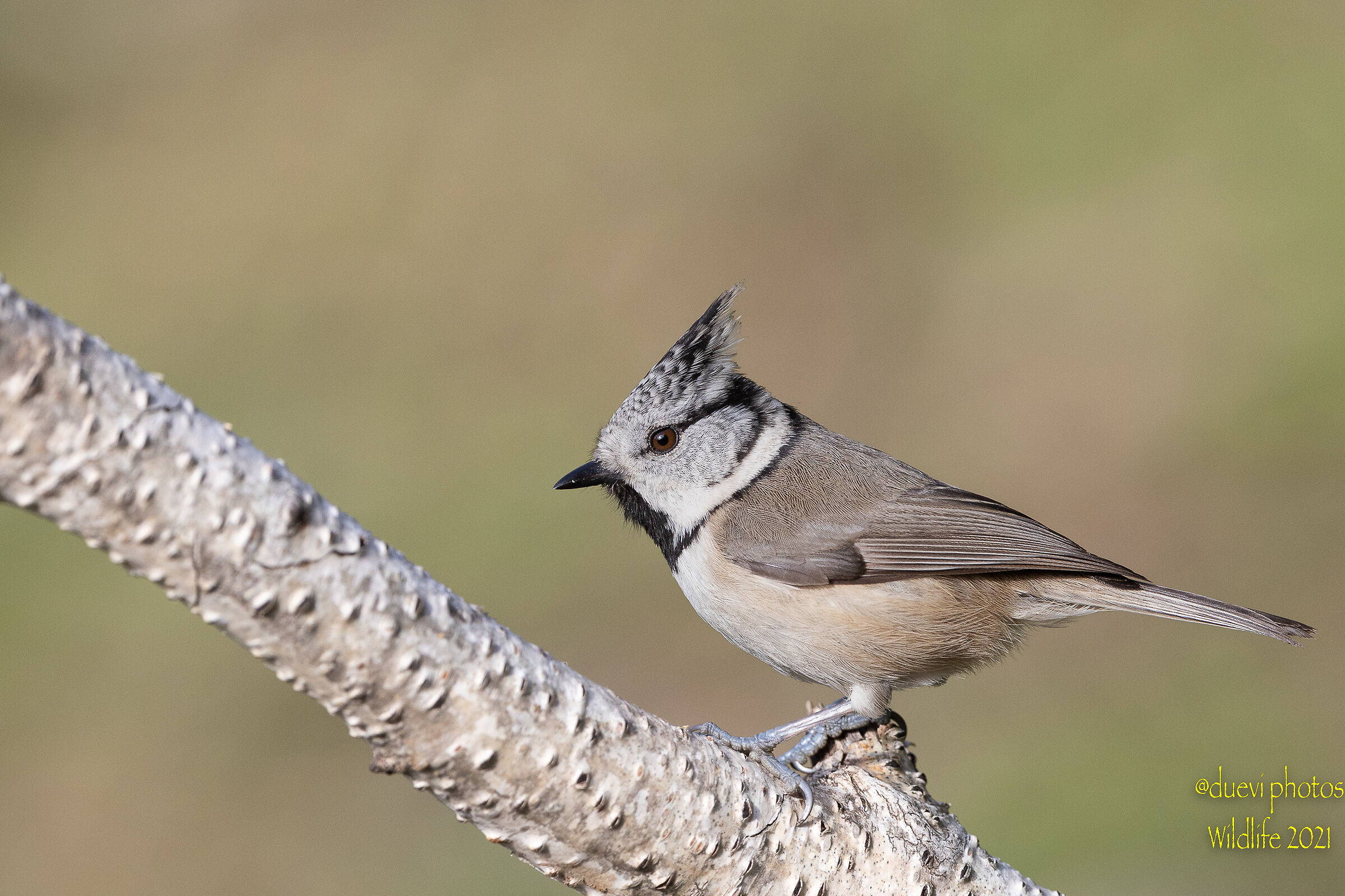 Tufted - Lophophanes cristatus