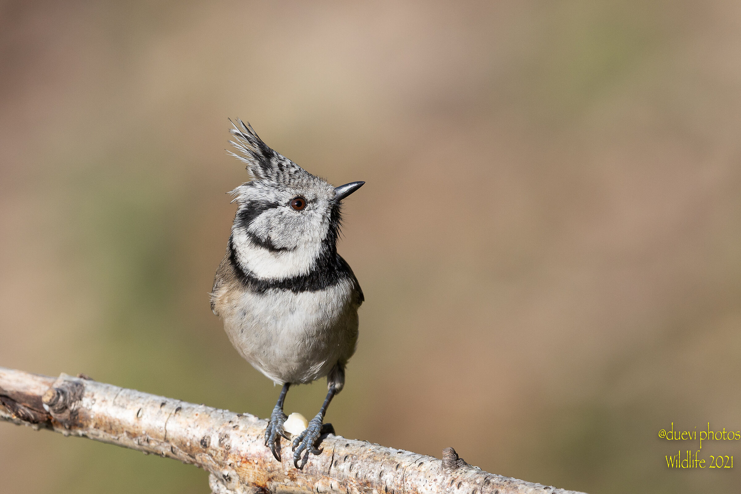 Tufted - Lophophanes cristatus
