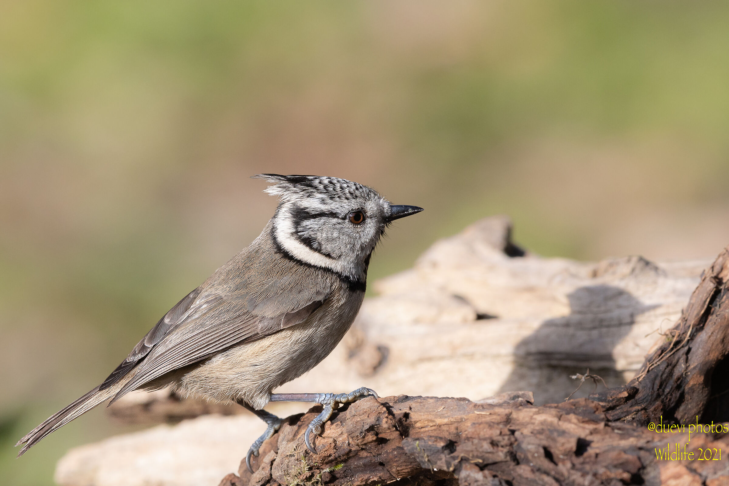 Tufted - Lophophanes cristatus